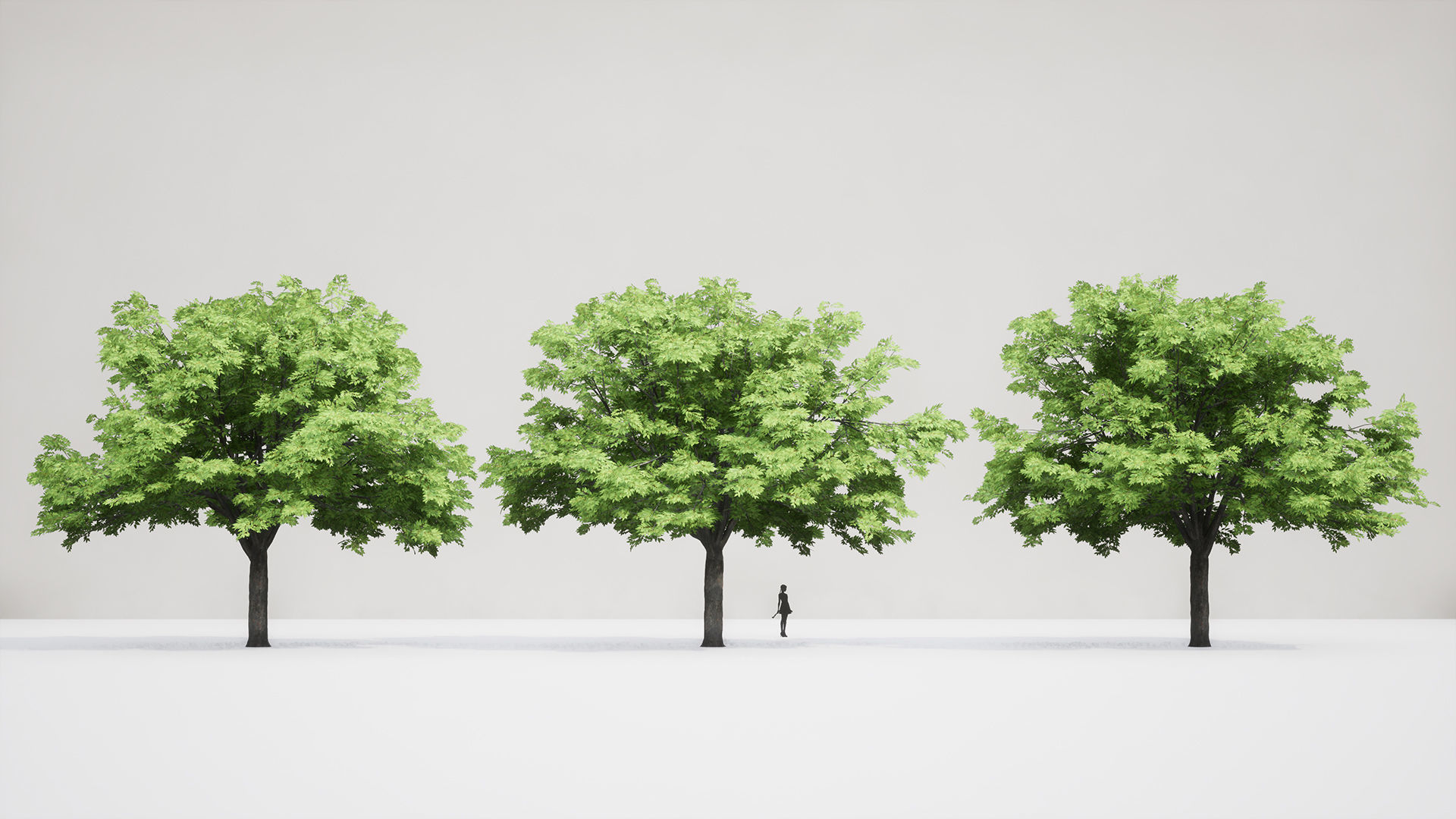 Korean Endemic Species Plant - 4 Korean zelkova Conifer Tree Low-poly 3D model_4