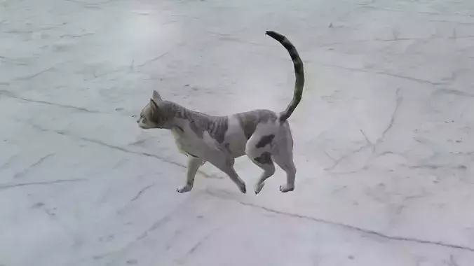 Realistic Animated Walking Cat 3D Model - Rigged and Loopable 3D model