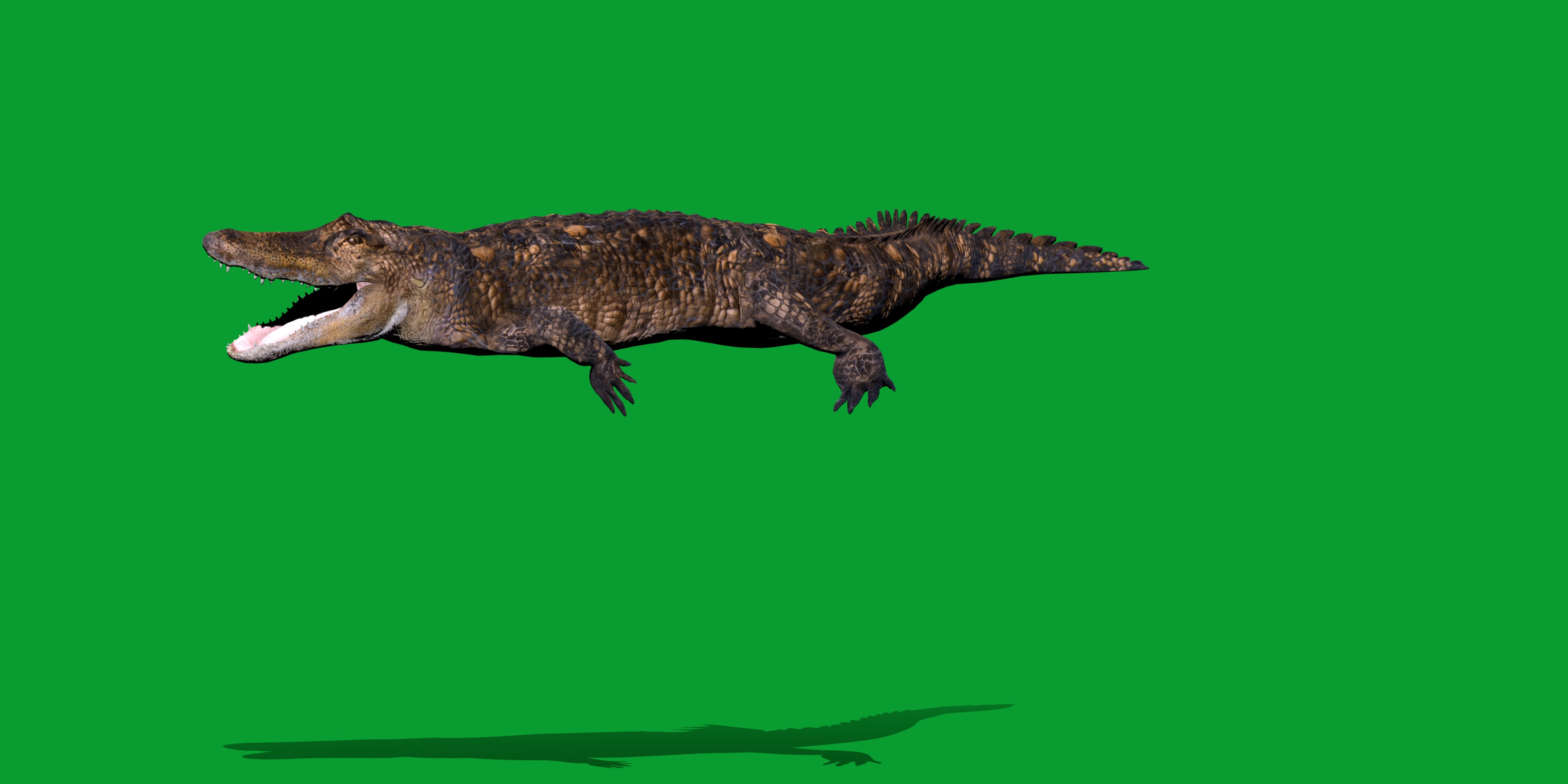 American Alligator Low-poly 3D model_4