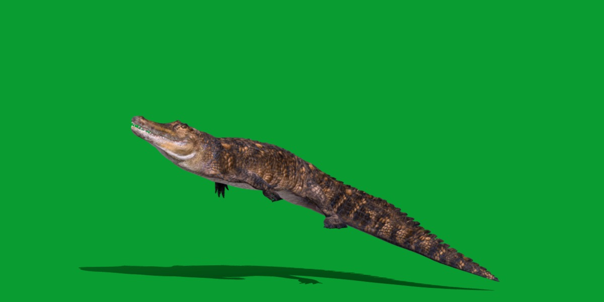 American Alligator Low-poly 3D model_7