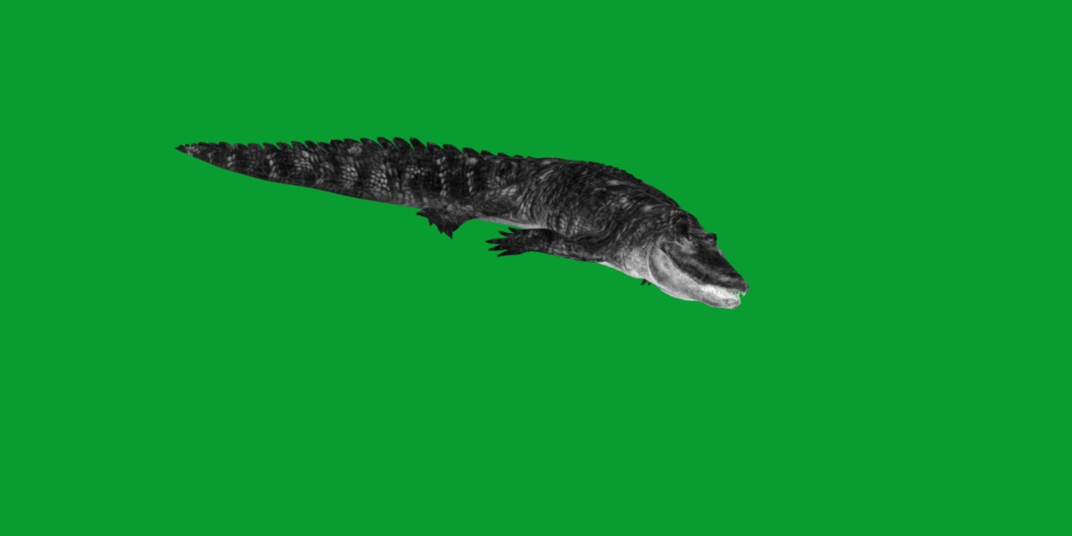 American Alligator Low-poly 3D model_12