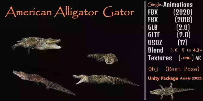 American Alligator