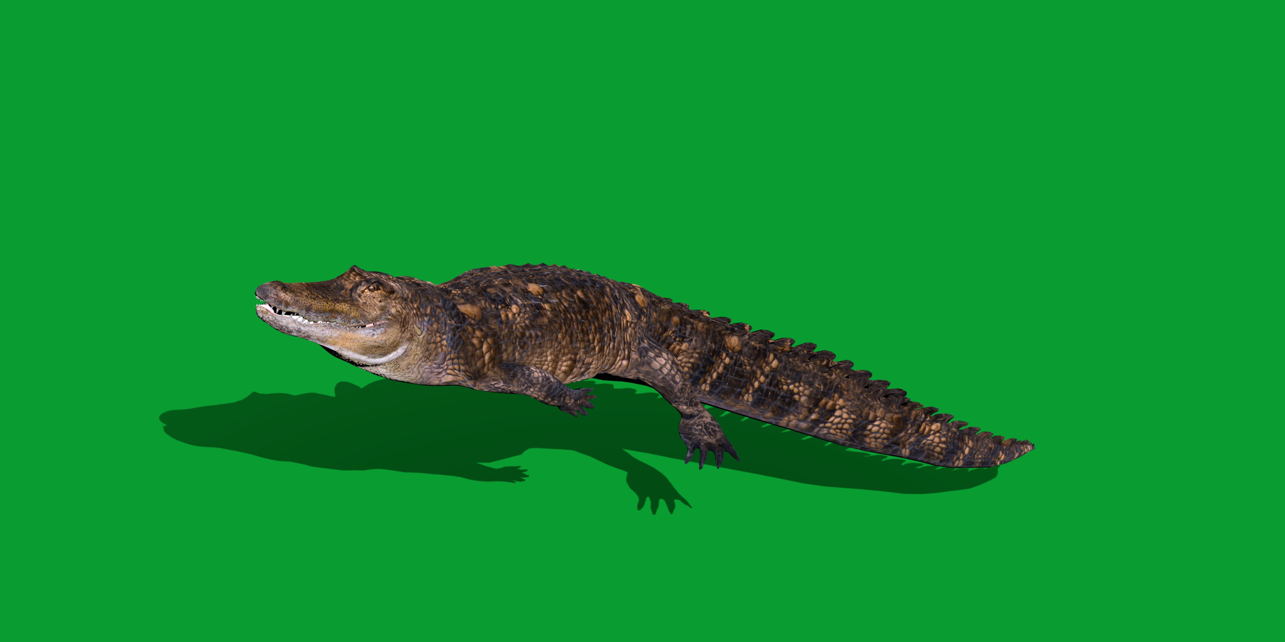 American Alligator Low-poly 3D model_2