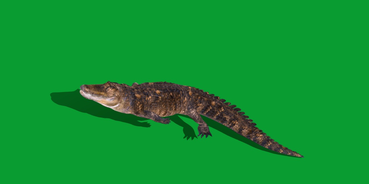 American Alligator Low-poly 3D model_25