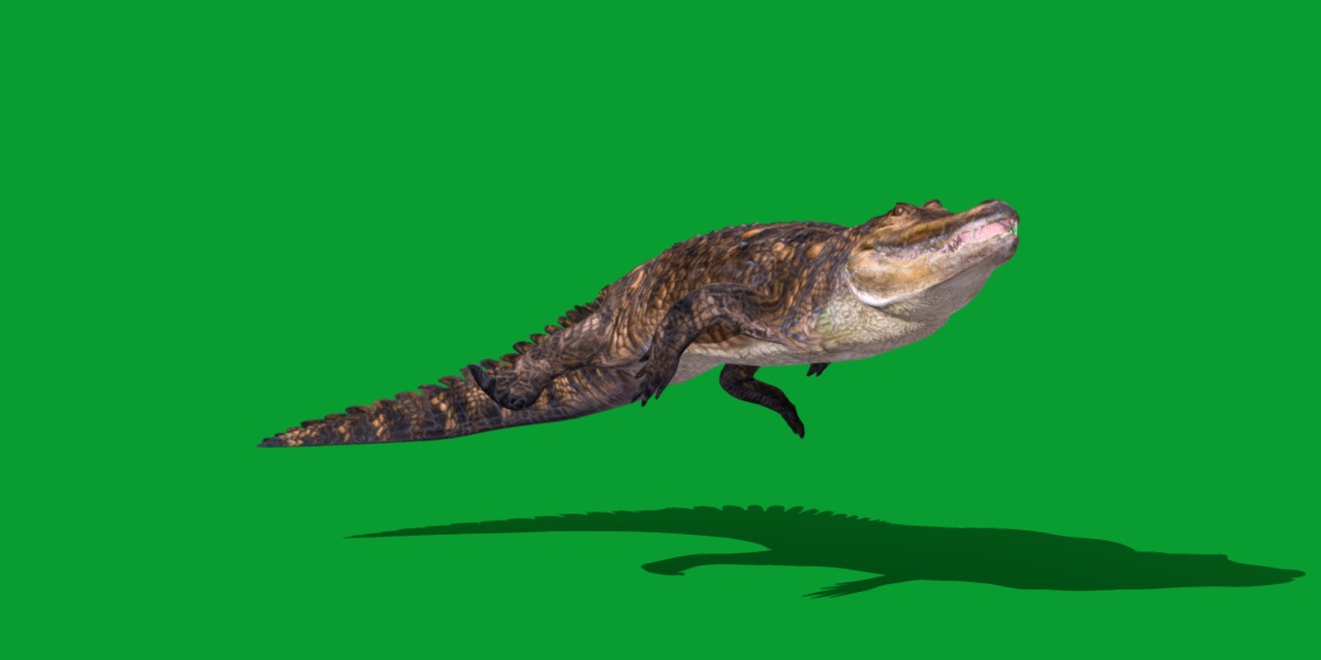 American Alligator Low-poly 3D model_22