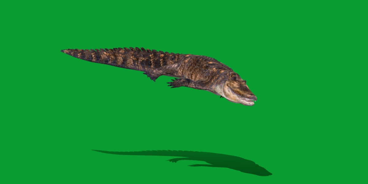 American Alligator Low-poly 3D model_10