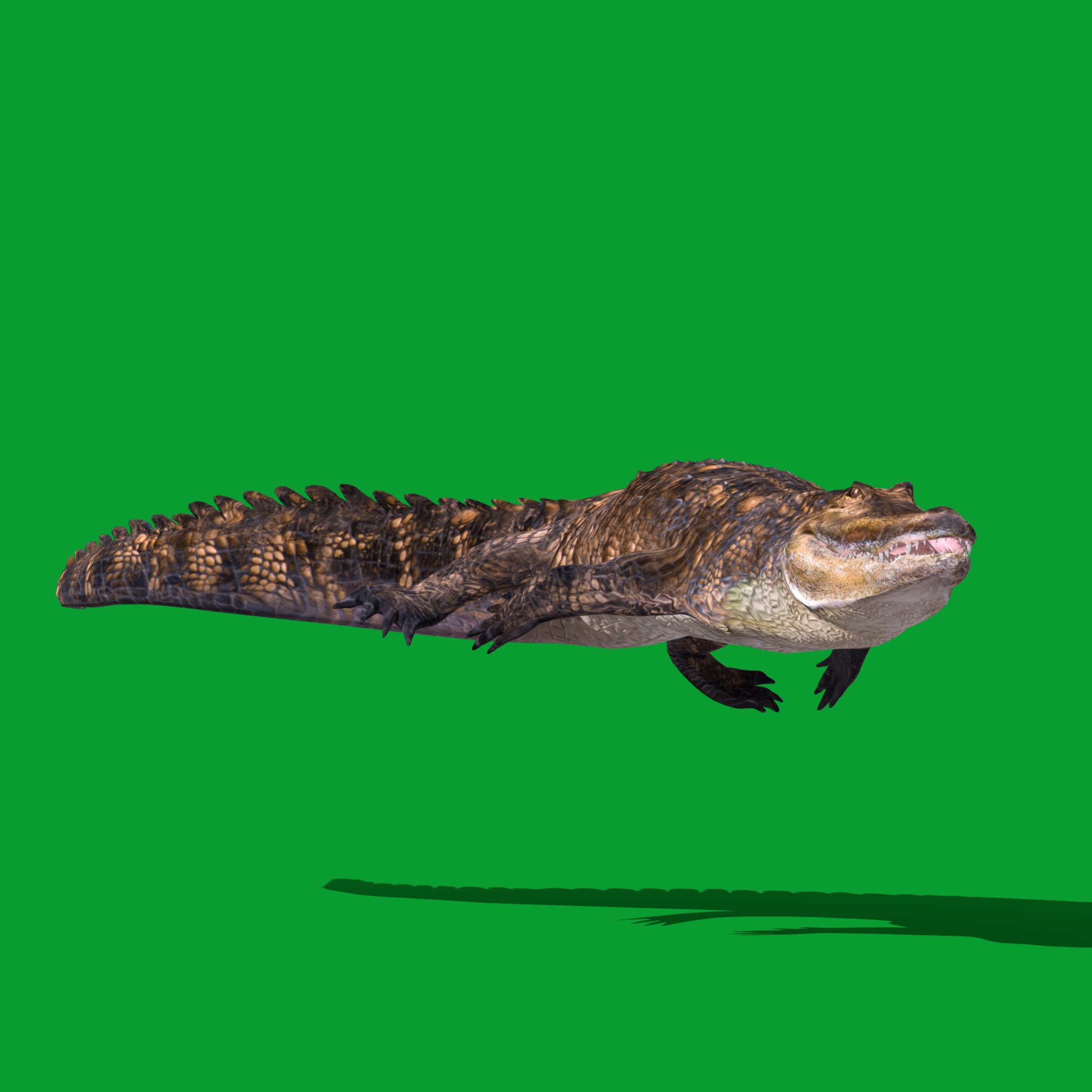 American Alligator Low-poly 3D model_23
