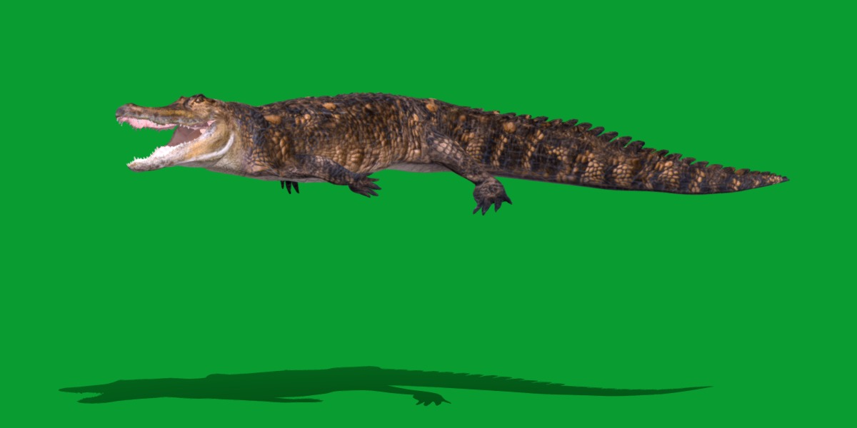 American Alligator Low-poly 3D model_6