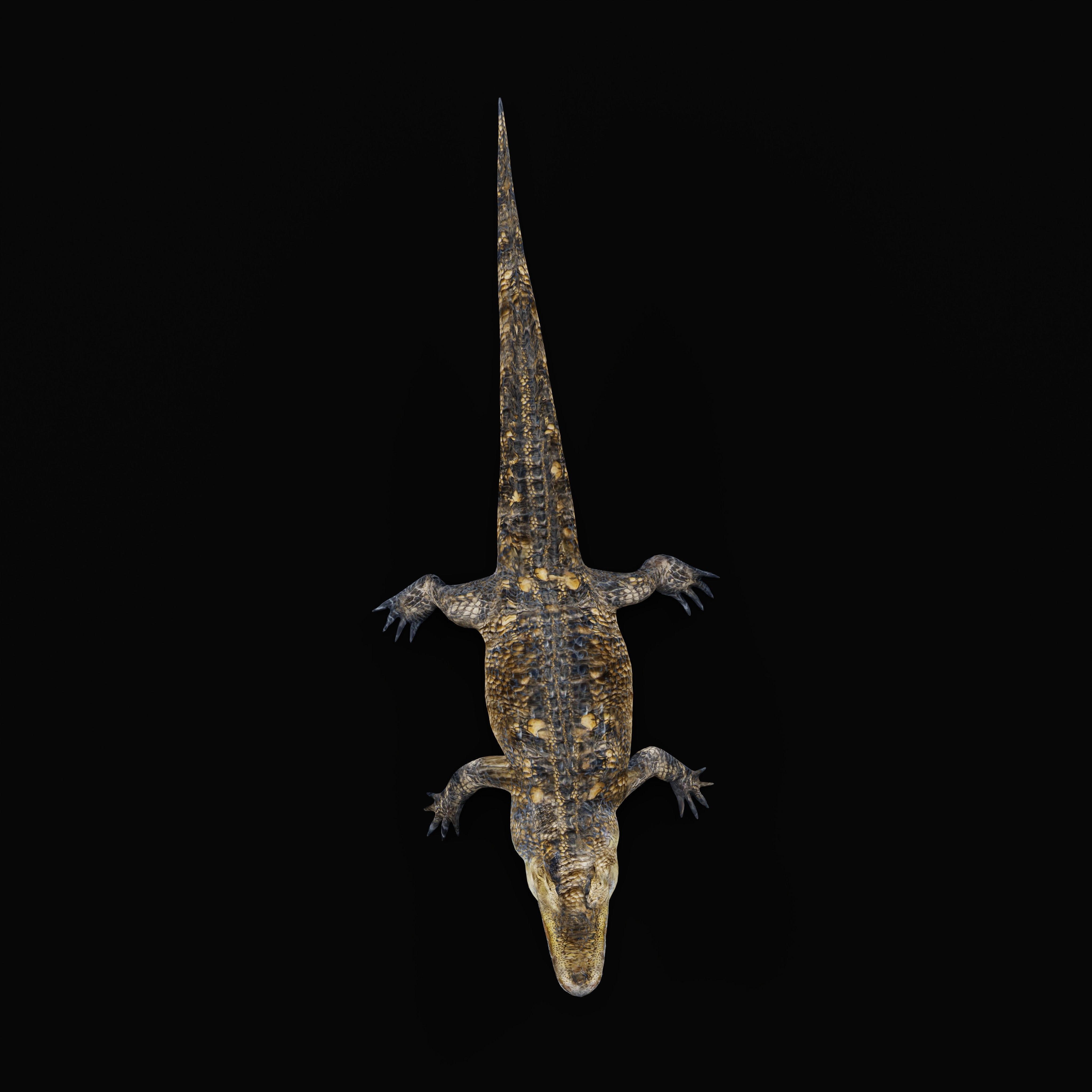American Alligator Low-poly 3D model_41