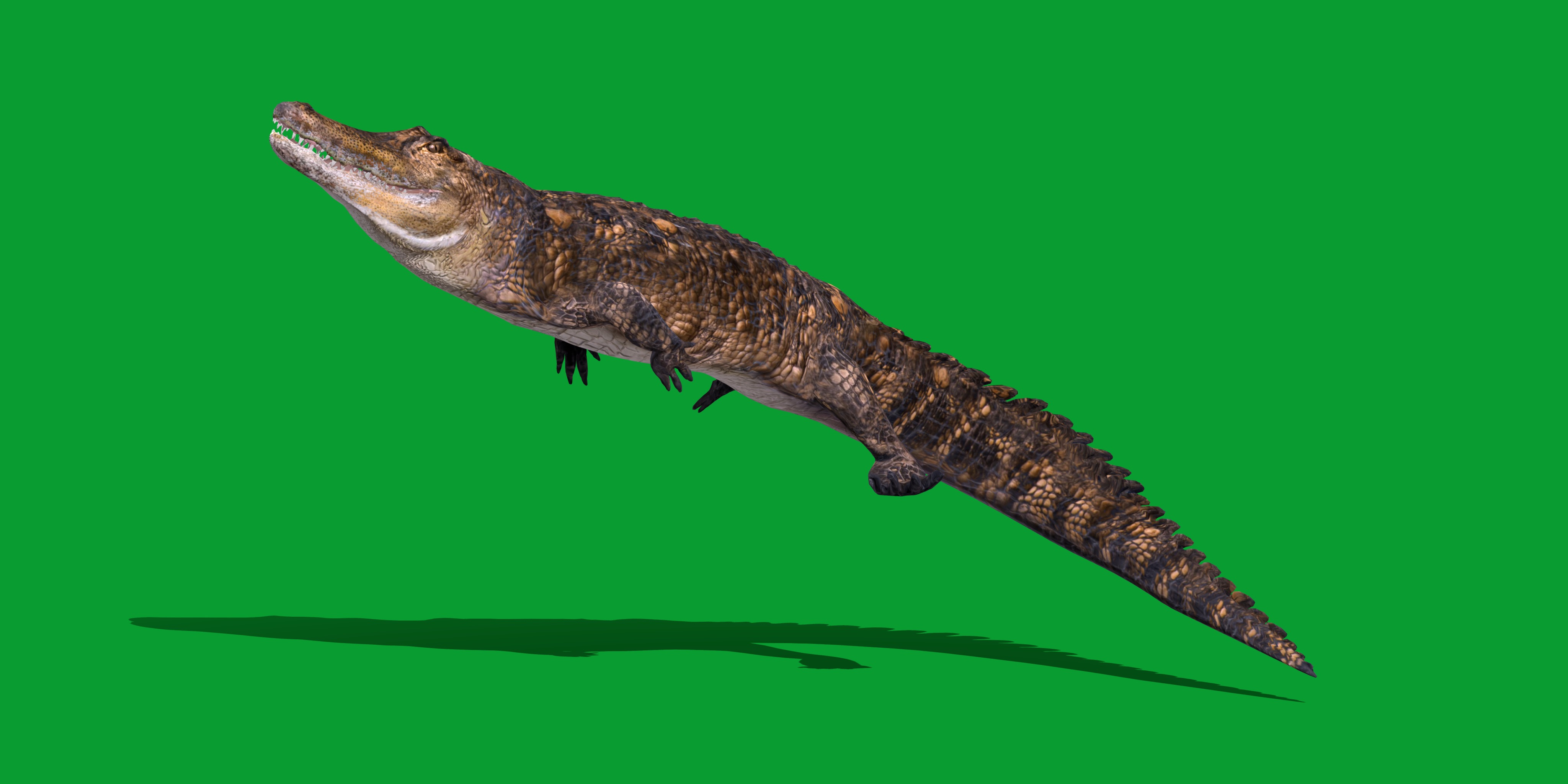 American Alligator Low-poly 3D model_32