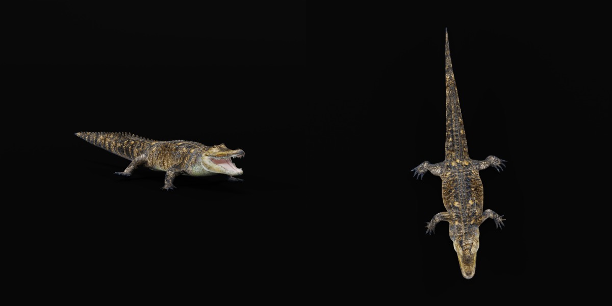 American Alligator Low-poly 3D model_11