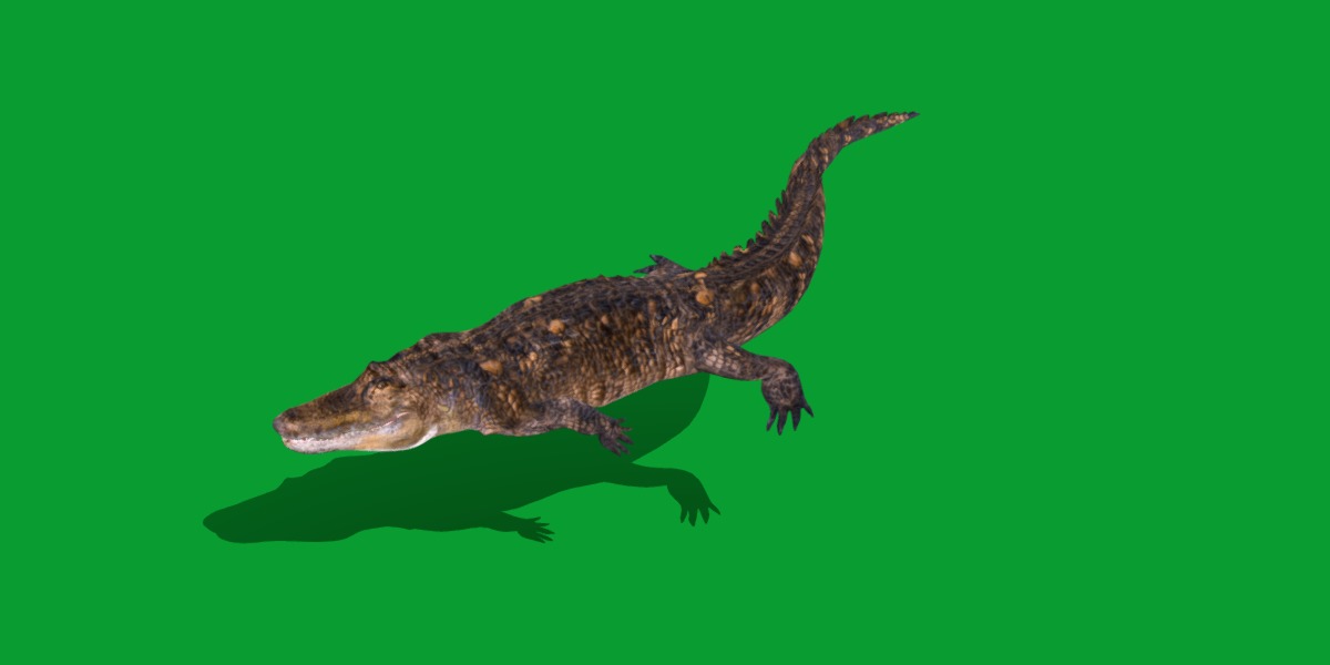 American Alligator Low-poly 3D model_30