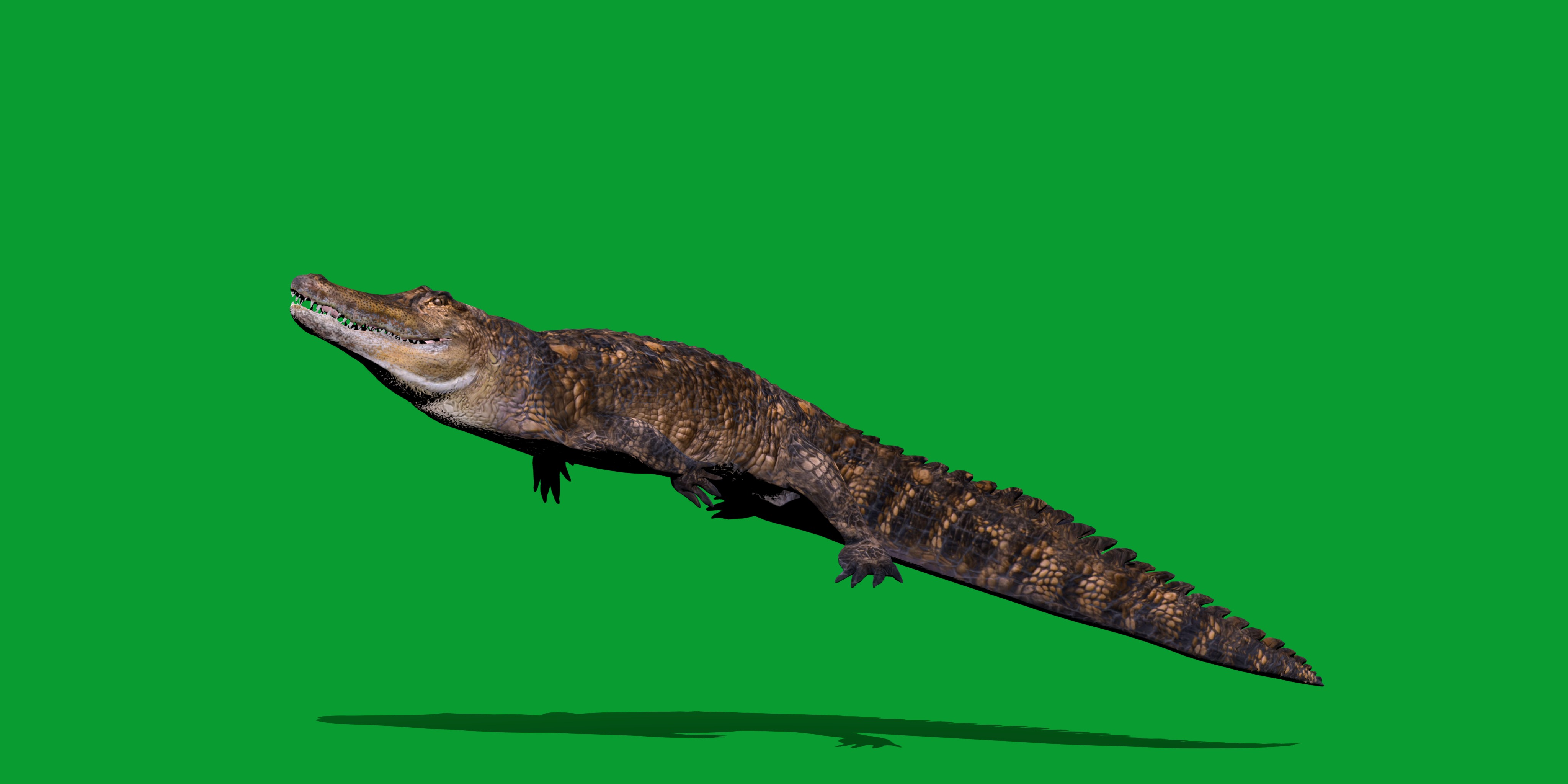 American Alligator Low-poly 3D model_5