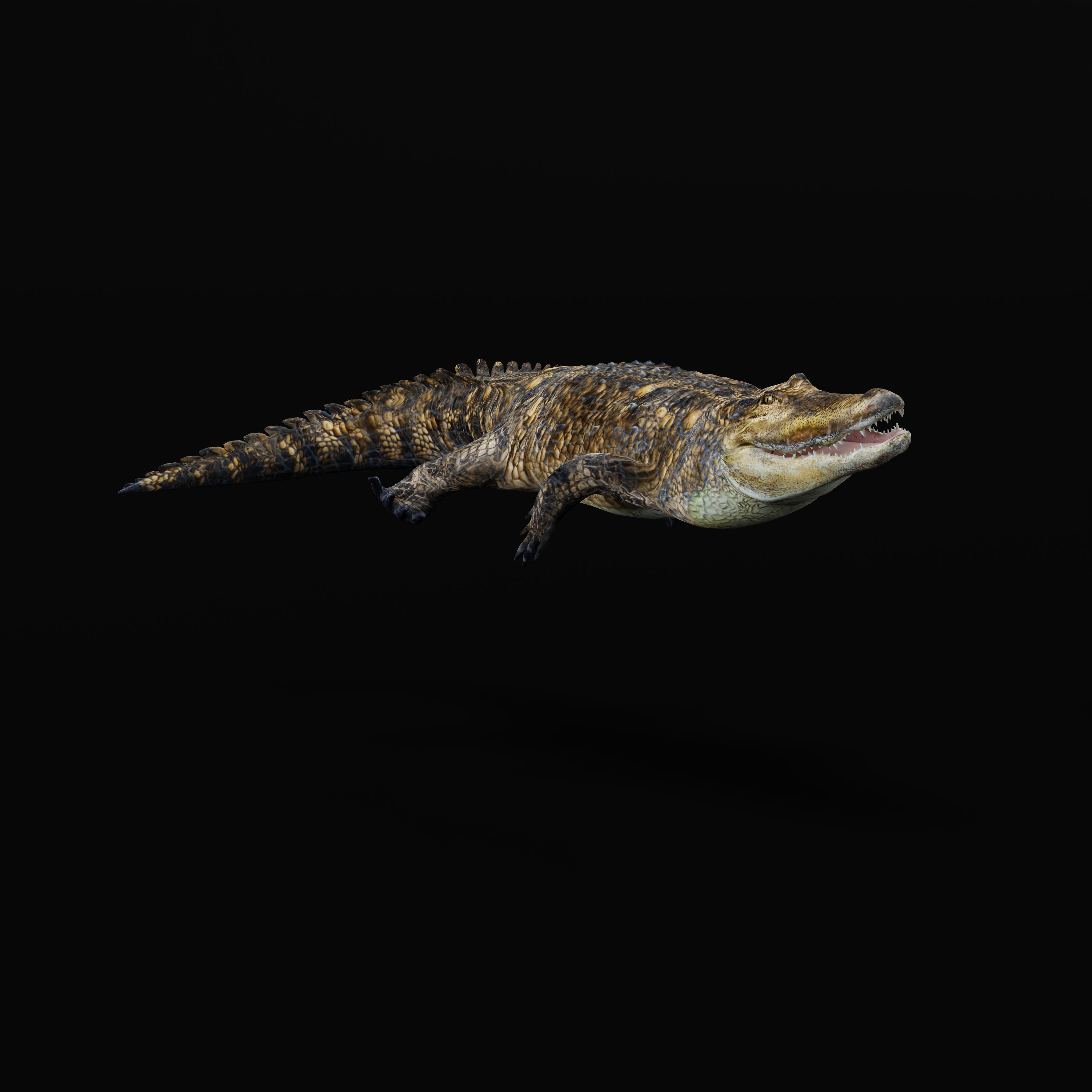 American Alligator Low-poly 3D model_36