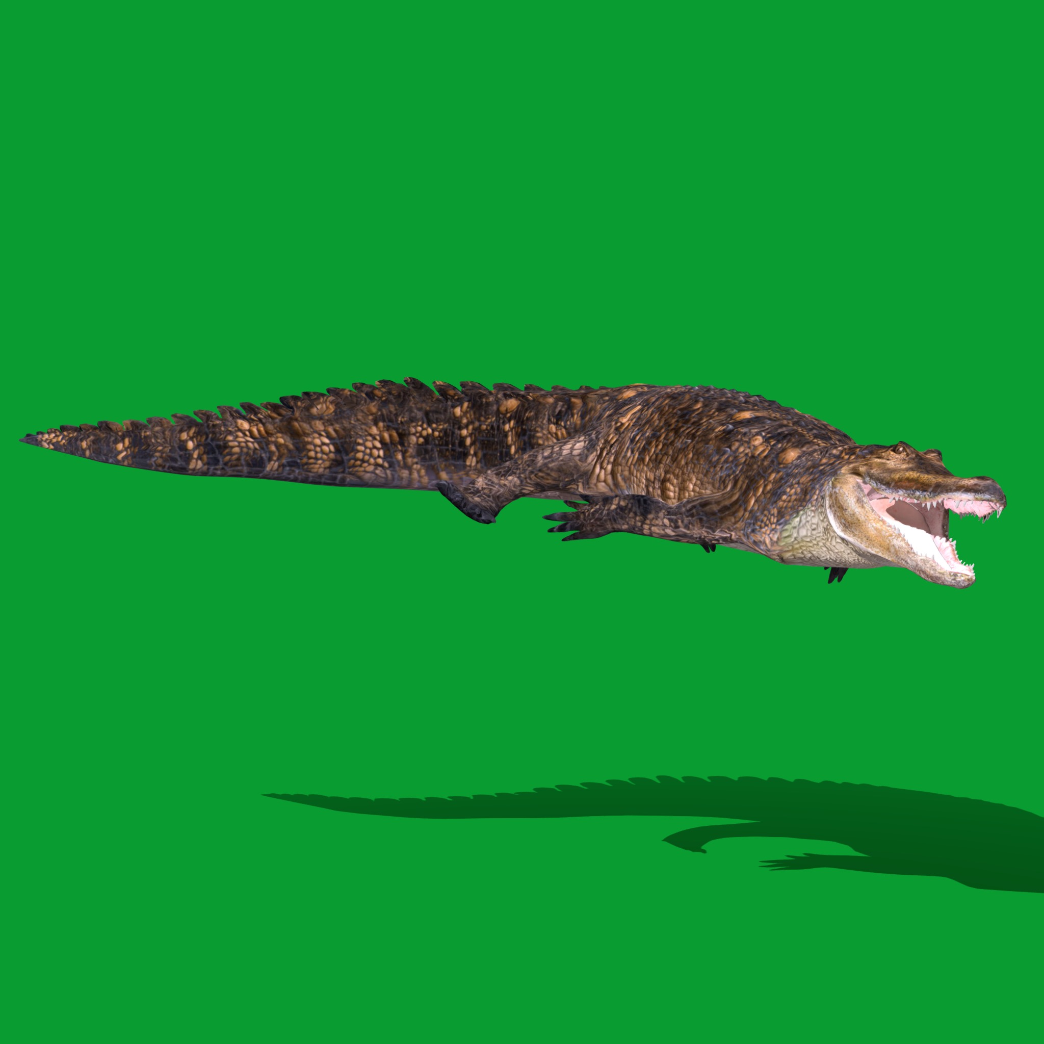 American Alligator Low-poly 3D model_24