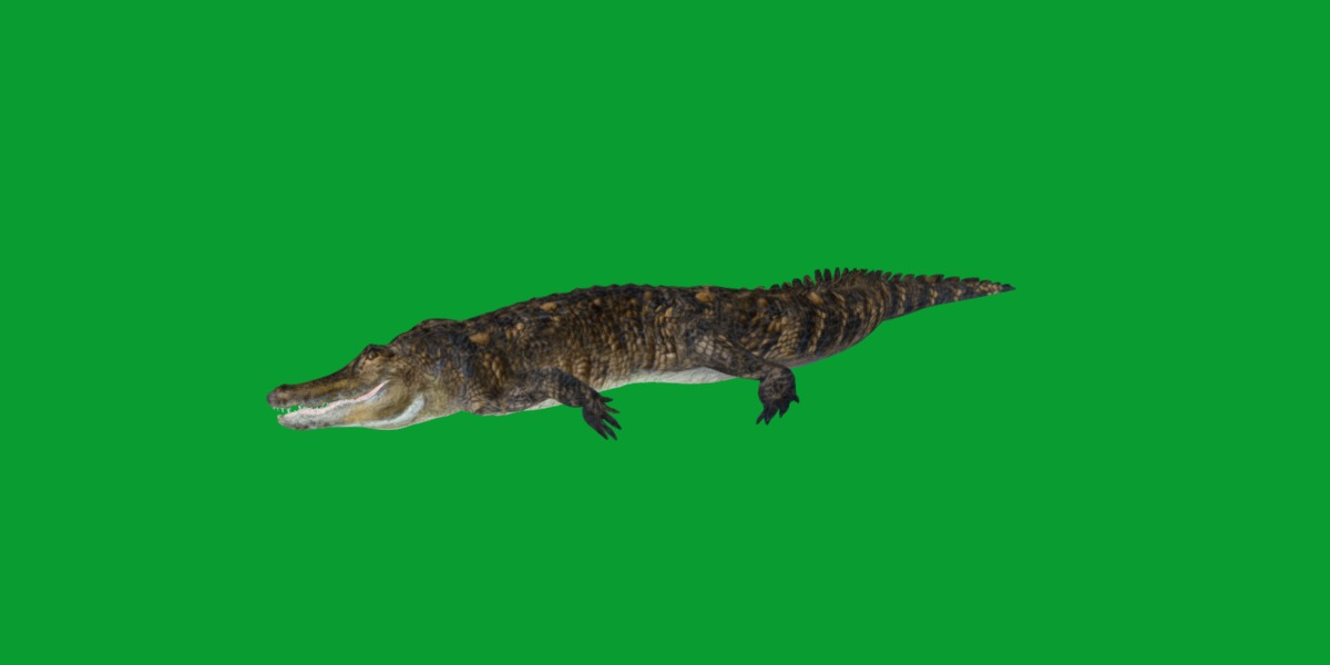 American Alligator Low-poly 3D model_31