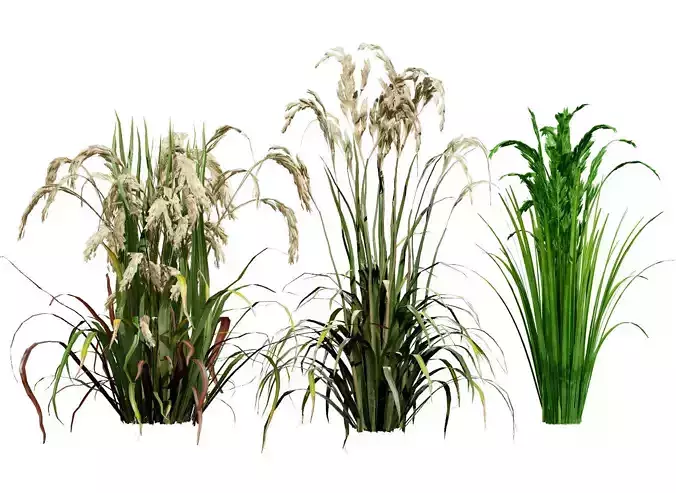 Oryza Sativa 3D Model Low-poly 3D model
