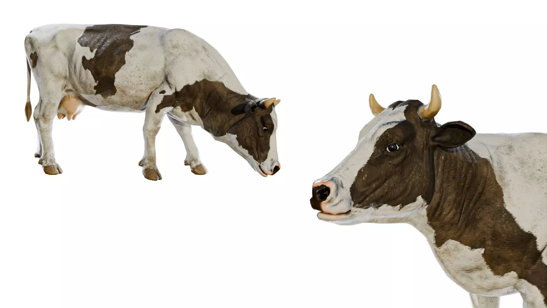 Animal Bundle Low-poly 3D model_2