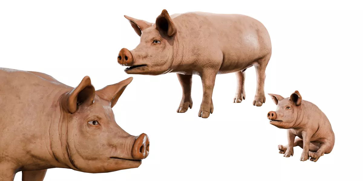 Animal Bundle Low-poly 3D model_6