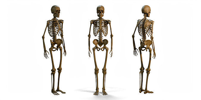Human Male Skeleton 3D model