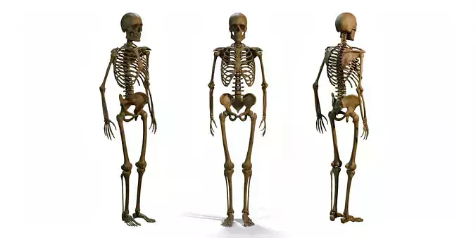 Human Male Skeleton