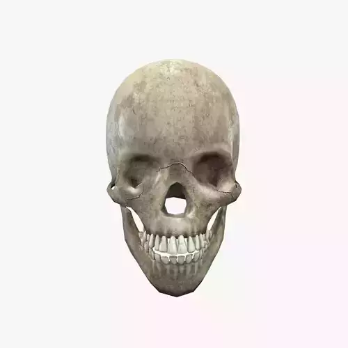 Medieval Skull V01