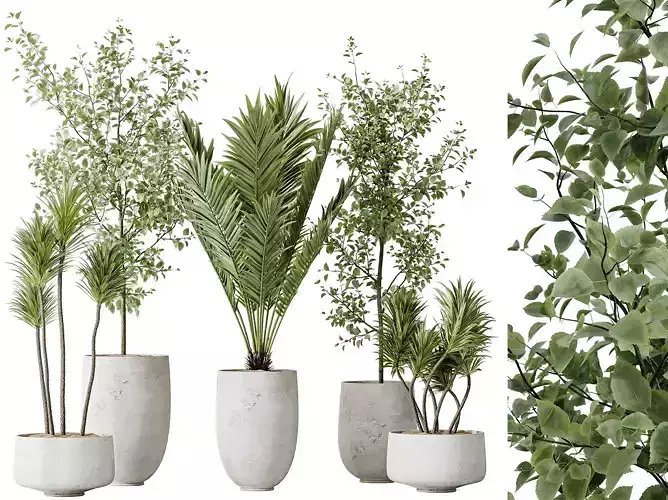 AV Indoor plants set 141 Beech Olive and Rostrata Palm and Palm