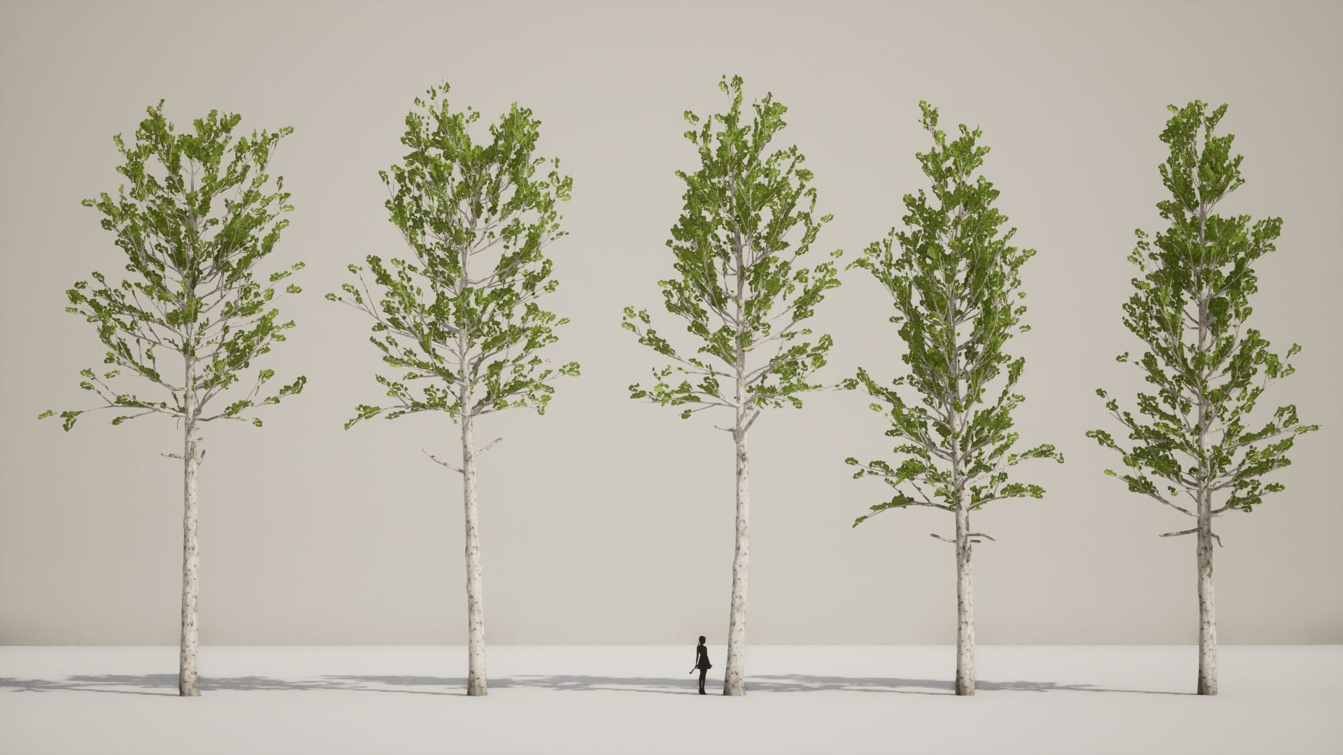 Korean Street Plant - 5 Korean Aspen Conifer Tree Low-poly 3D model_3