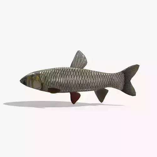 Fish V02