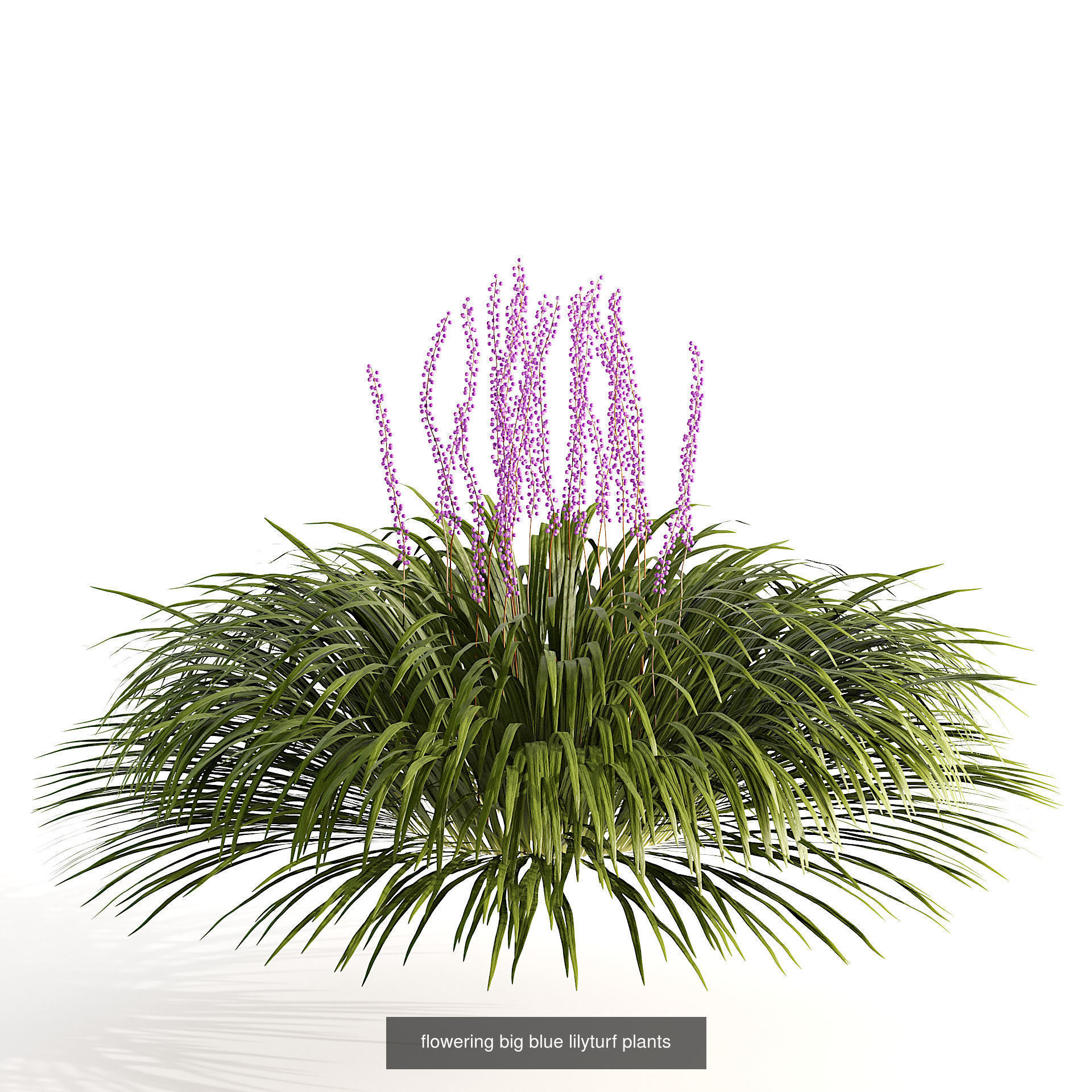 High-Poly Flowering Plants 3D Collection 01 _43