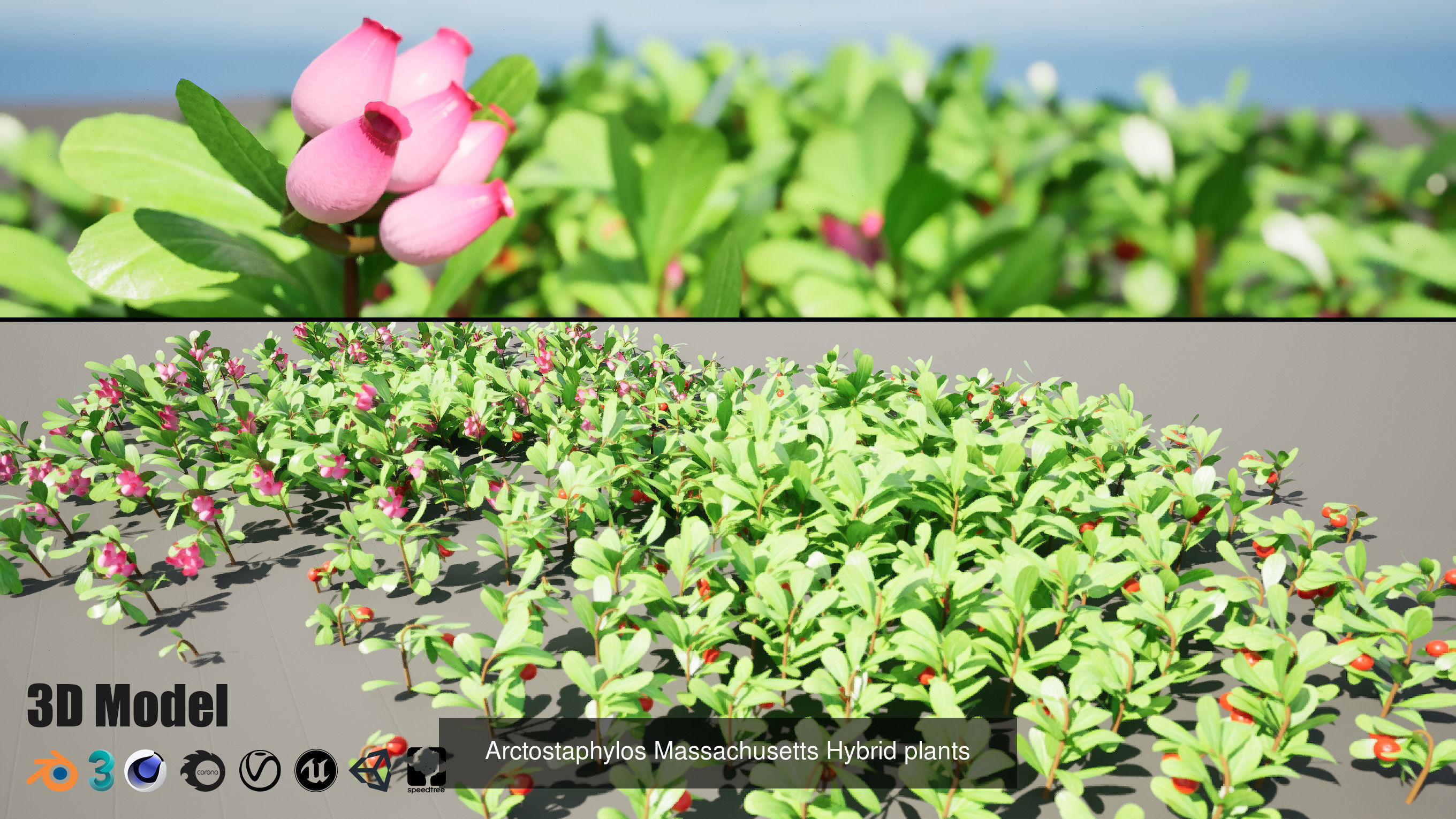 High-Poly Flowering Plants 3D Collection 01 _51