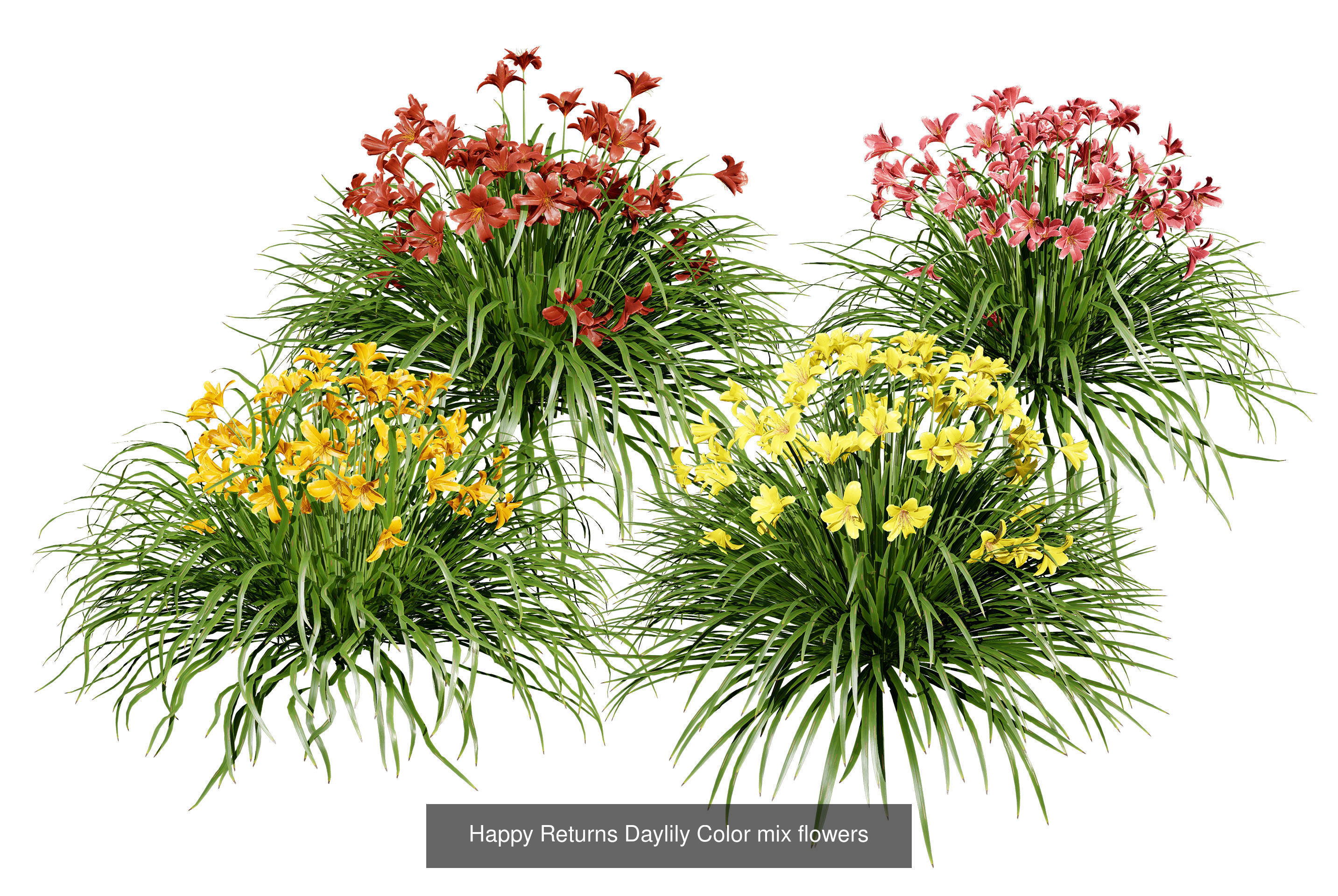 High-Poly Flowering Plants 3D Collection 01 _56
