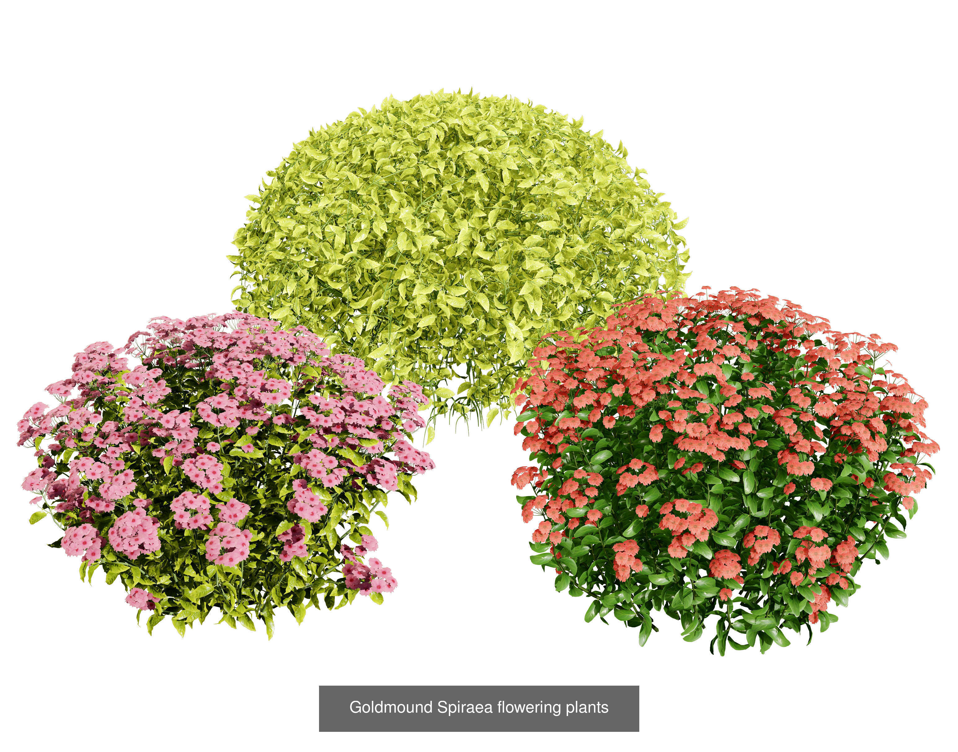 High-Poly Flowering Plants 3D Collection 01 _58