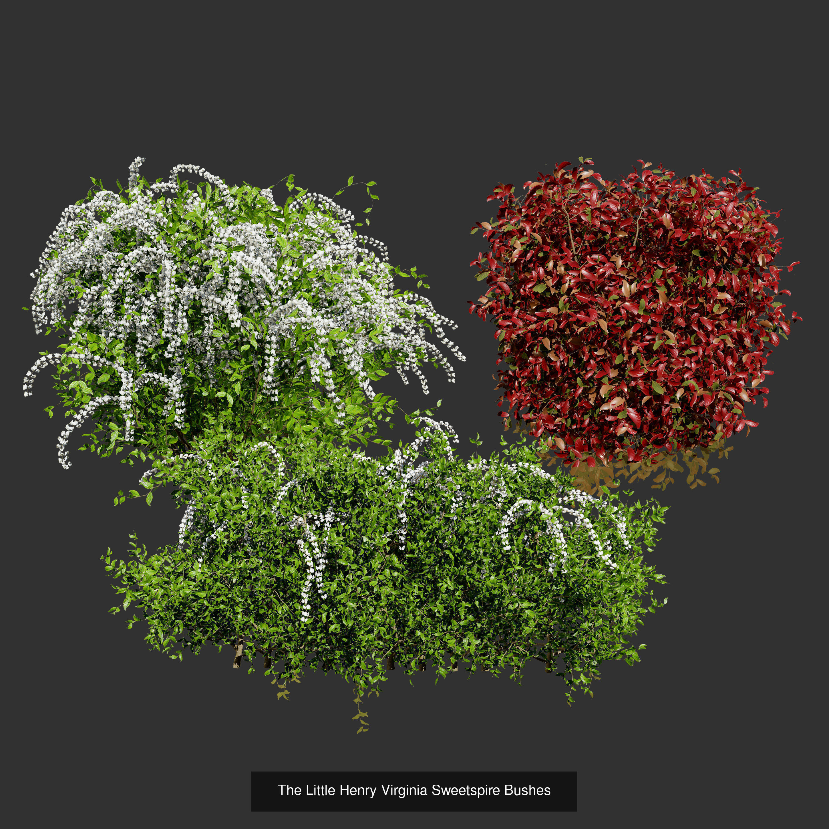 High-Poly Flowering Plants 3D Collection 01 _55