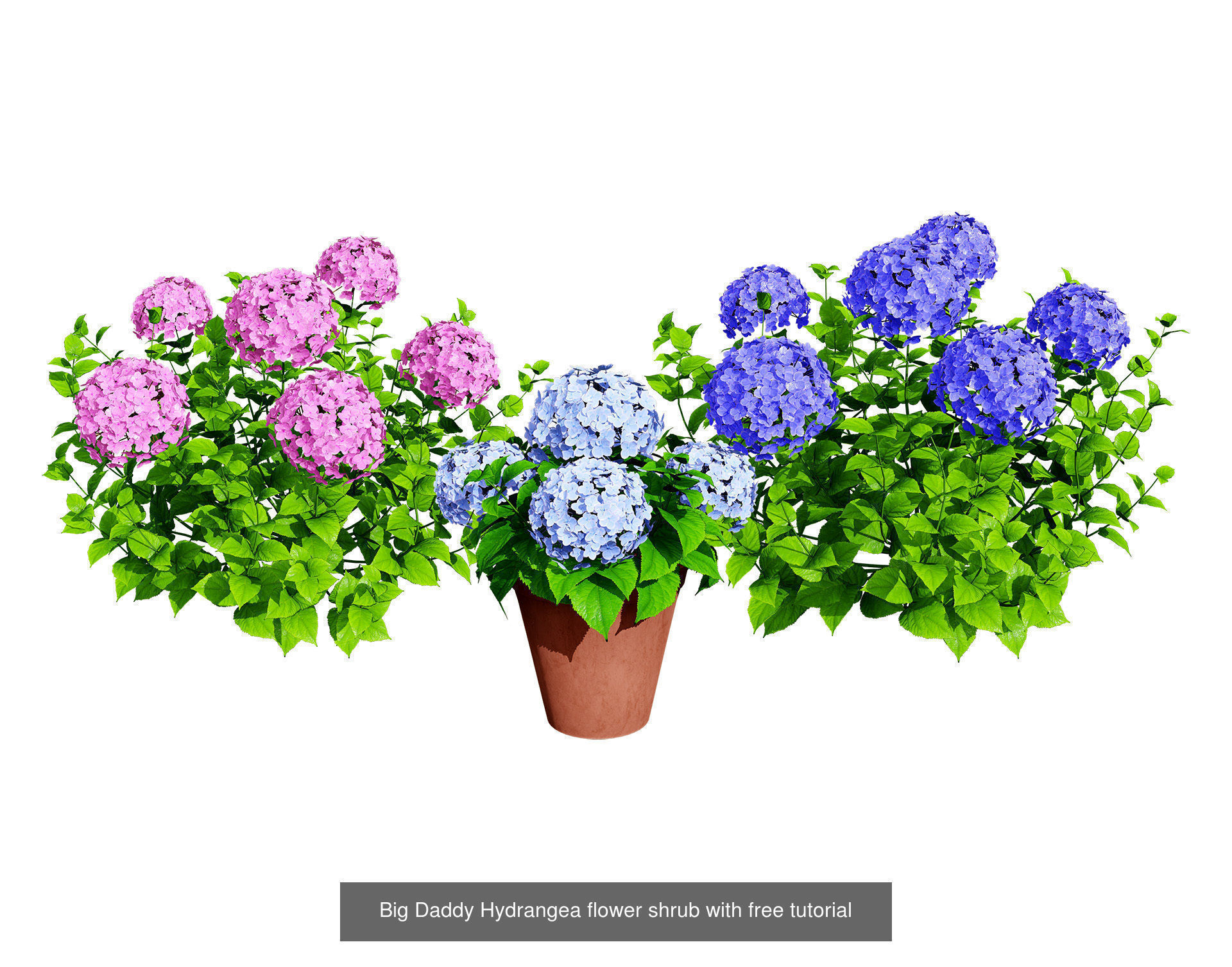 High-Poly Flowering Plants 3D Collection 01 _63