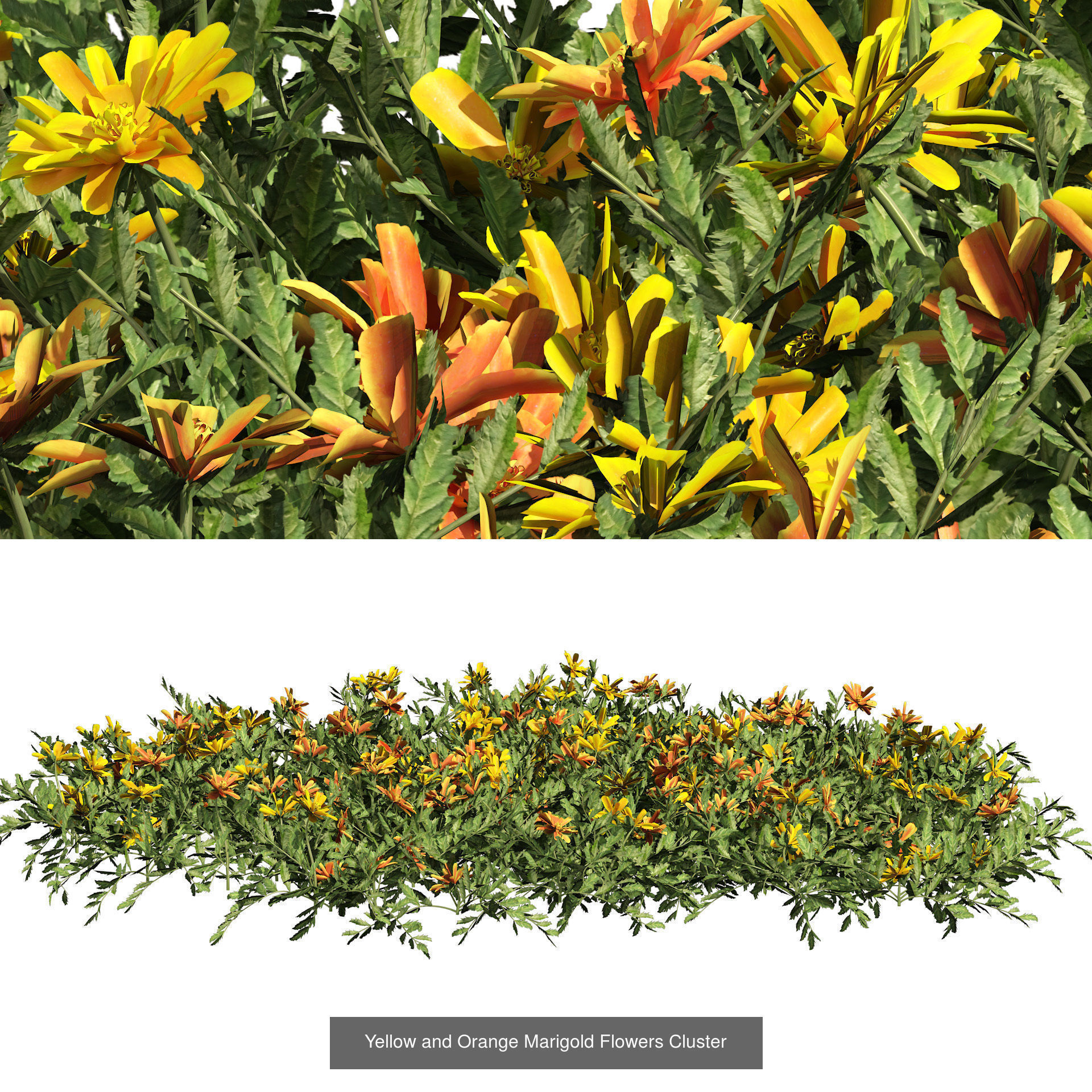 High-Poly Flowering Plants 3D Collection 01 _41