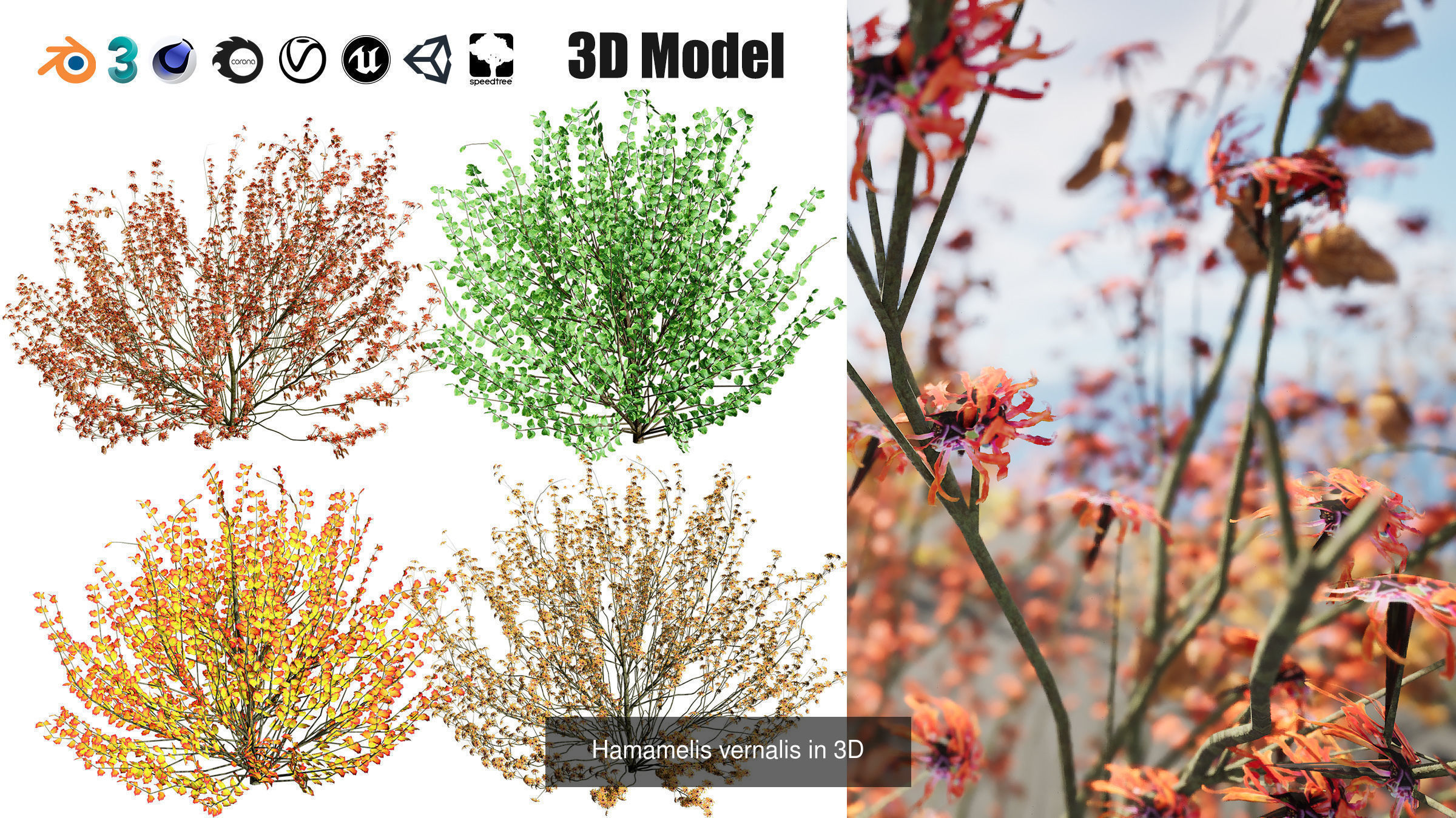 High-Poly Flowering Plants 3D Collection 01 _48