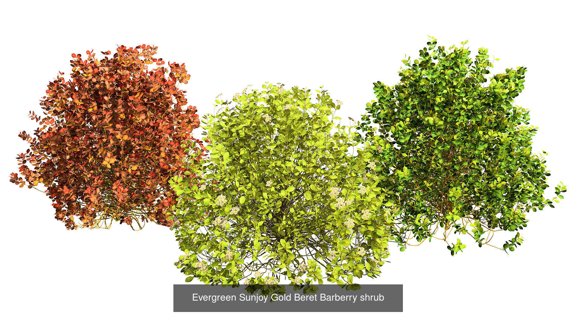 High-Poly Flowering Plants 3D Collection 01 _47