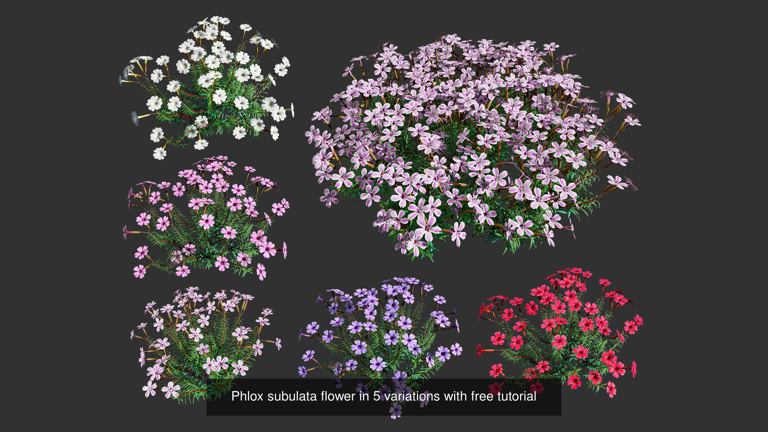 High-Poly Flowering Plants 3D Collection 01 _57