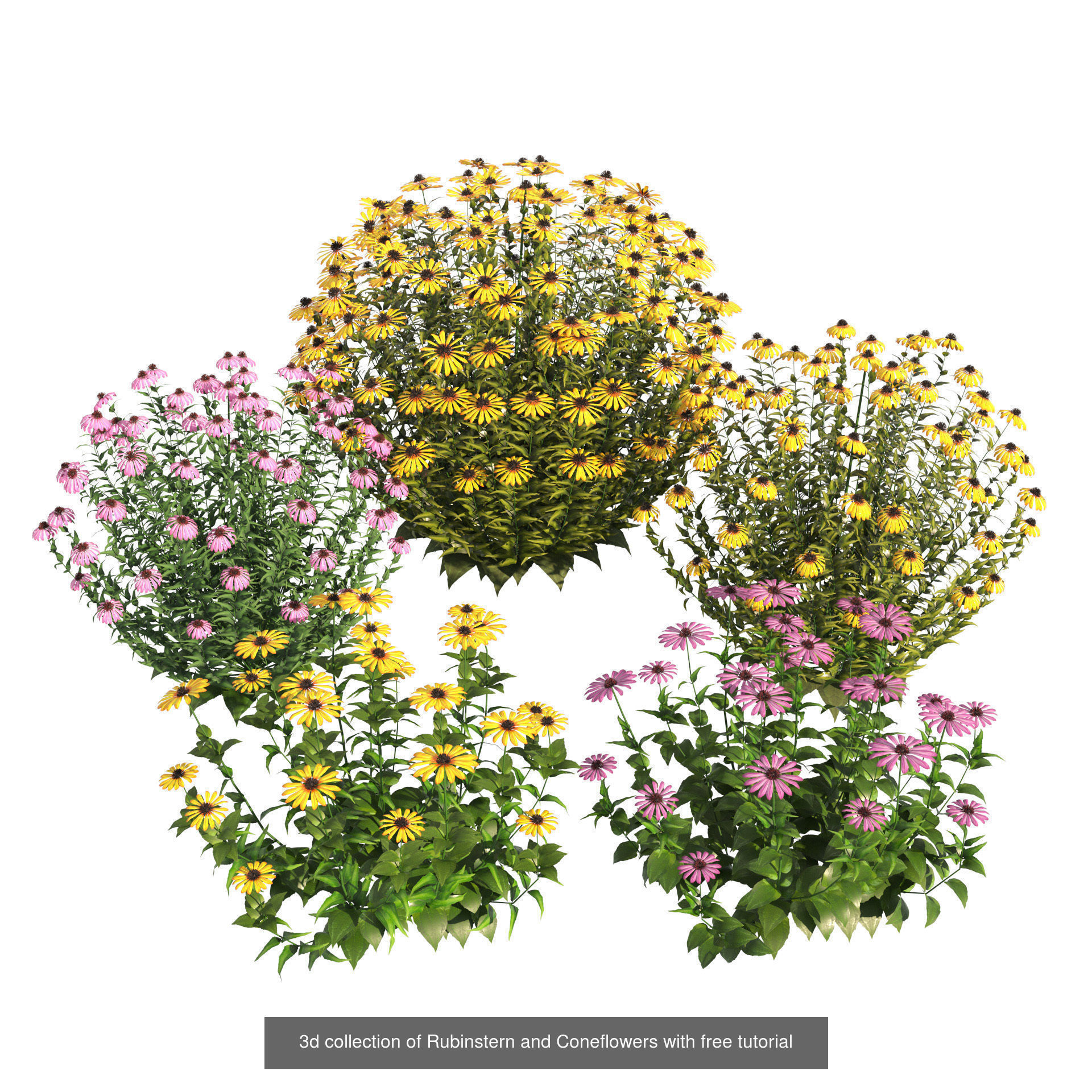 High-Poly Flowering Plants 3D Collection 01 _59