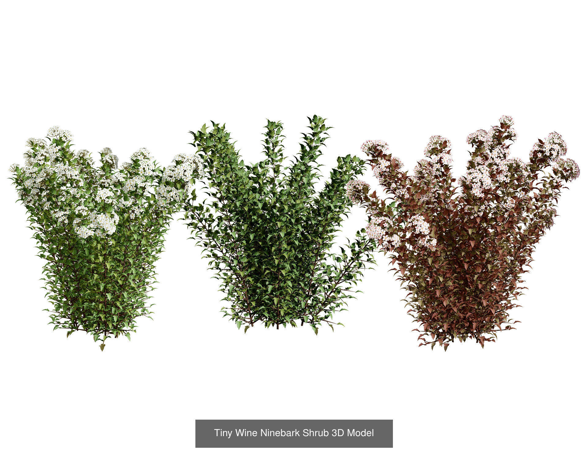 High-Poly Flowering Plants 3D Collection 01 _66