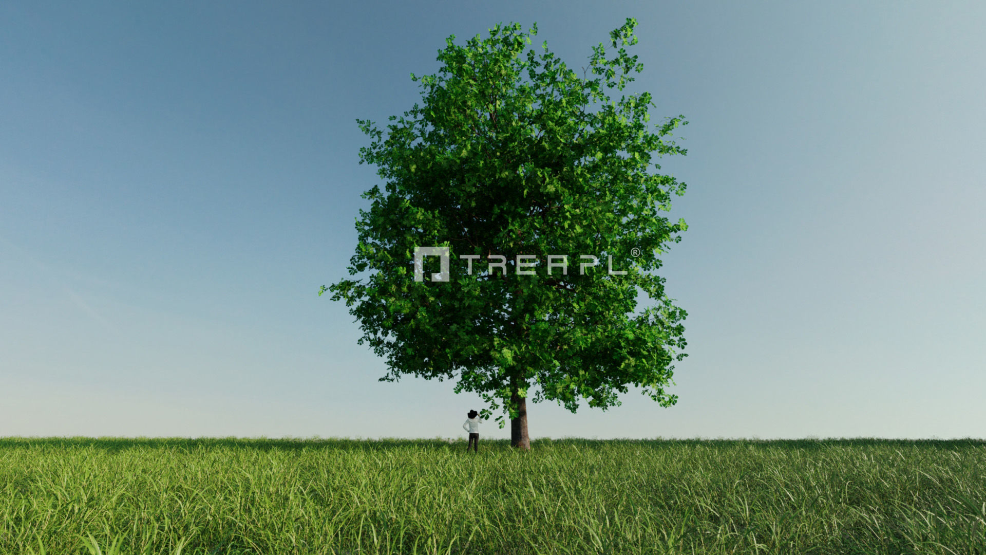 10X Chestnut Tree - Horse Chestnut - Mature Style 3D model_7