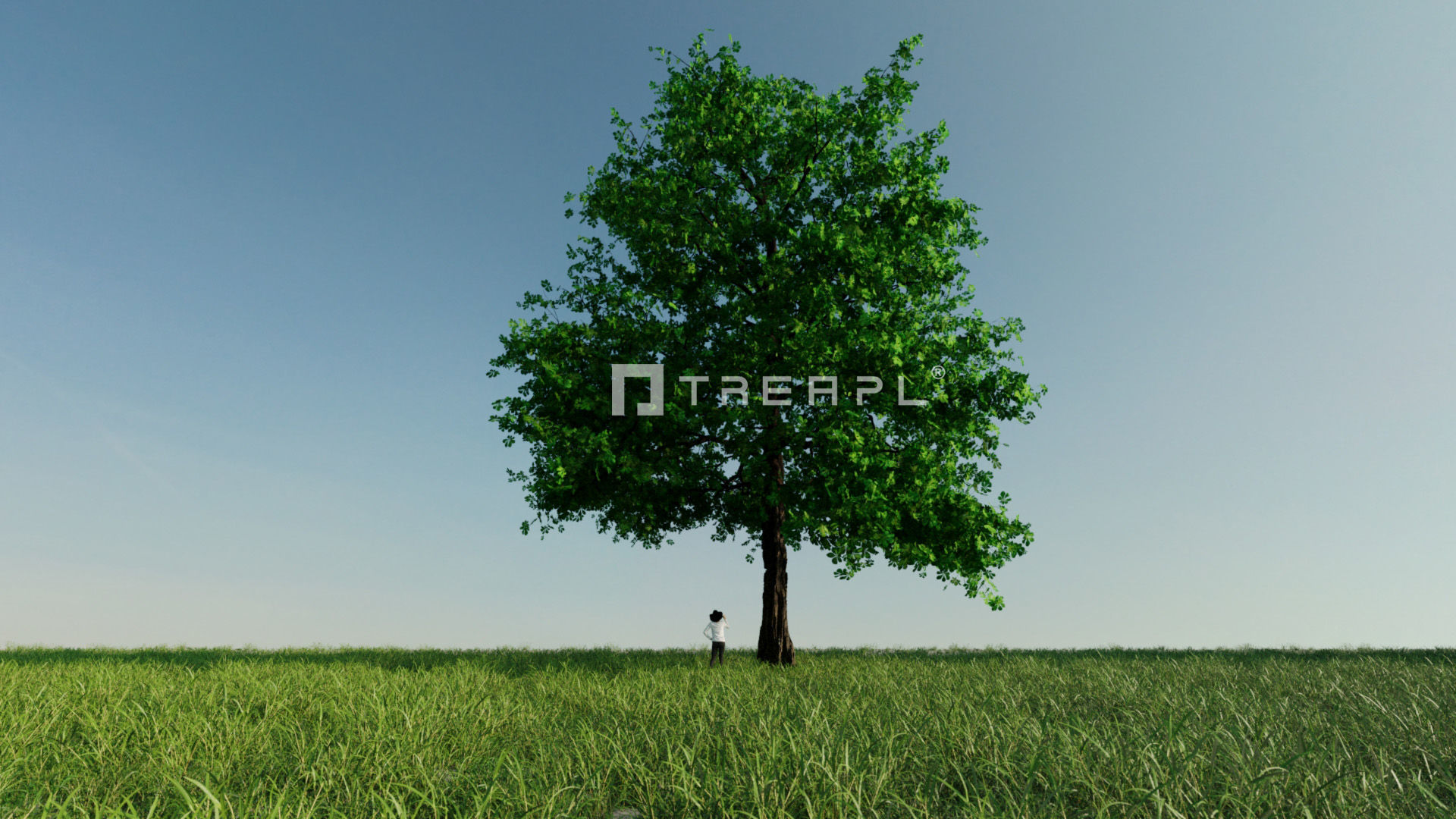 10X Chestnut Tree - Horse Chestnut - Mature Style 3D model_10