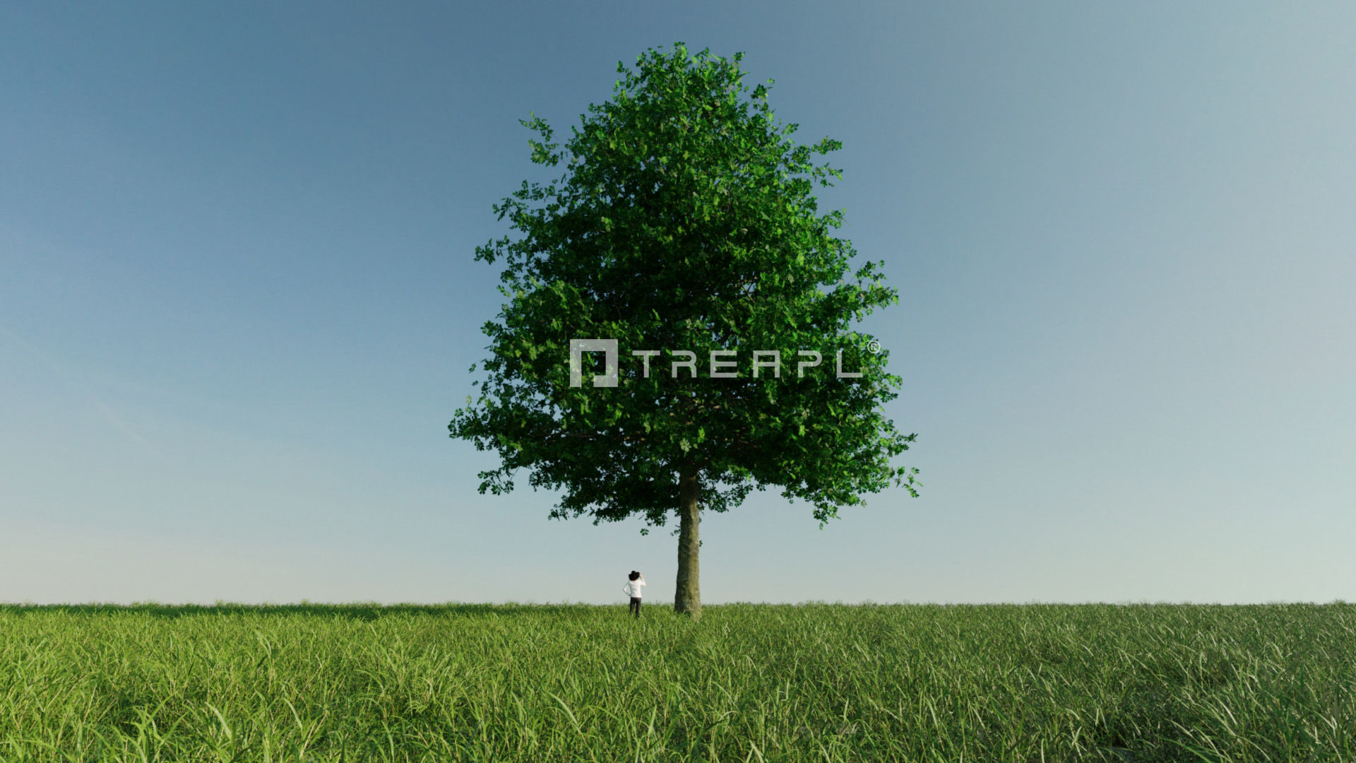 10X Chestnut Tree - Horse Chestnut - Mature Style 3D model_12