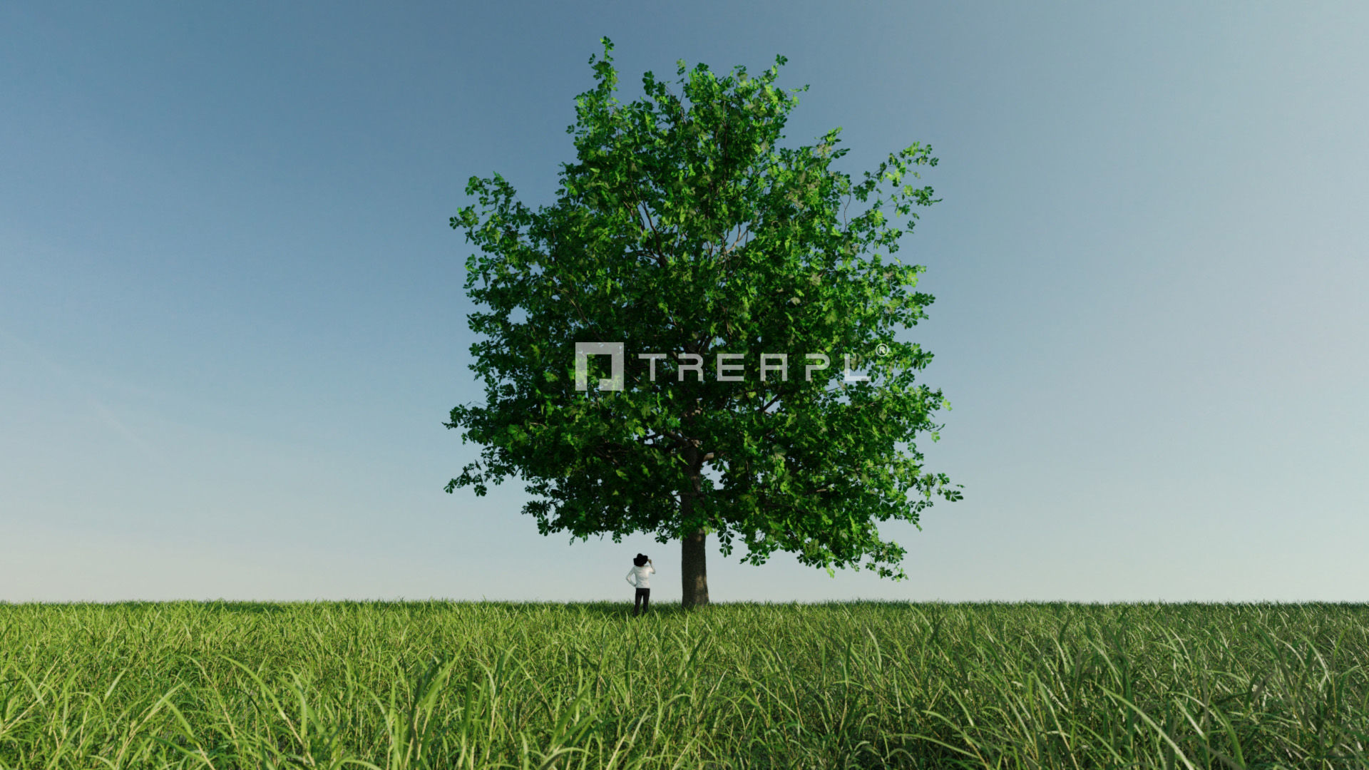10X Chestnut Tree - Horse Chestnut - Mature Style 3D model_5