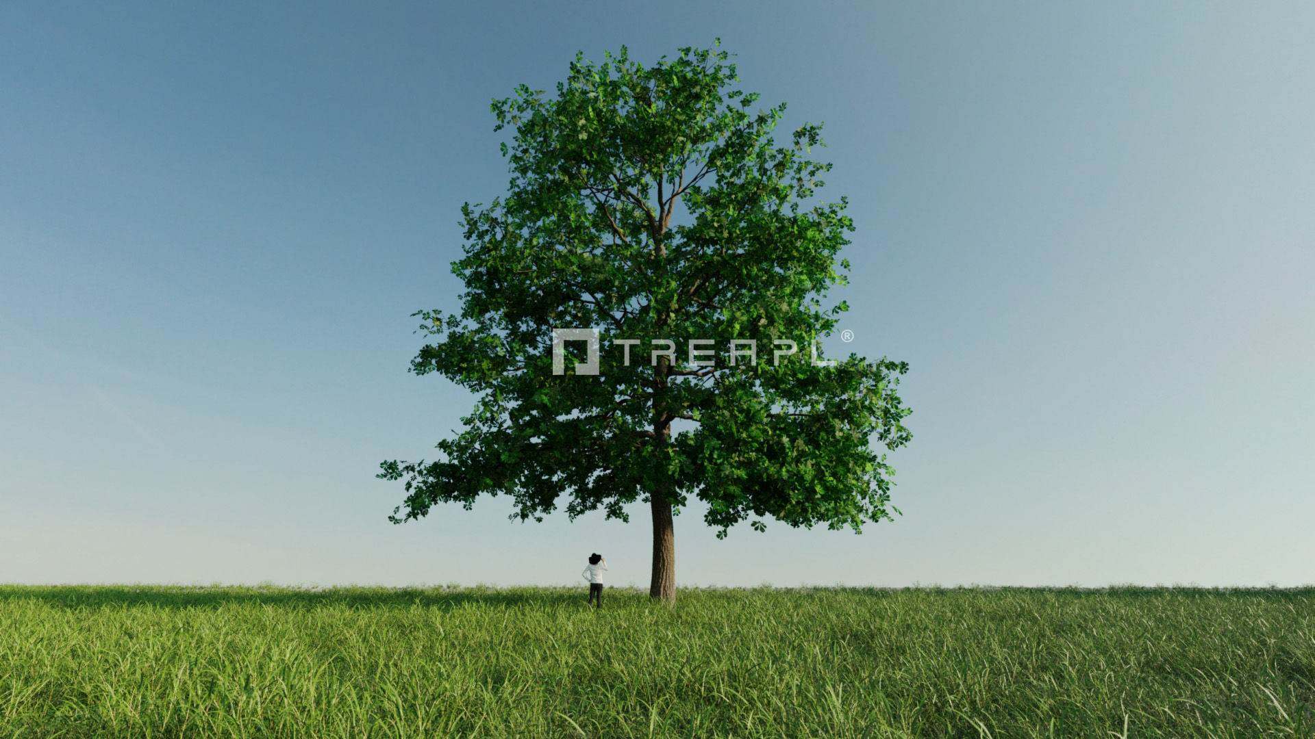 10X Chestnut Tree - Horse Chestnut - Mature Style 3D model_8
