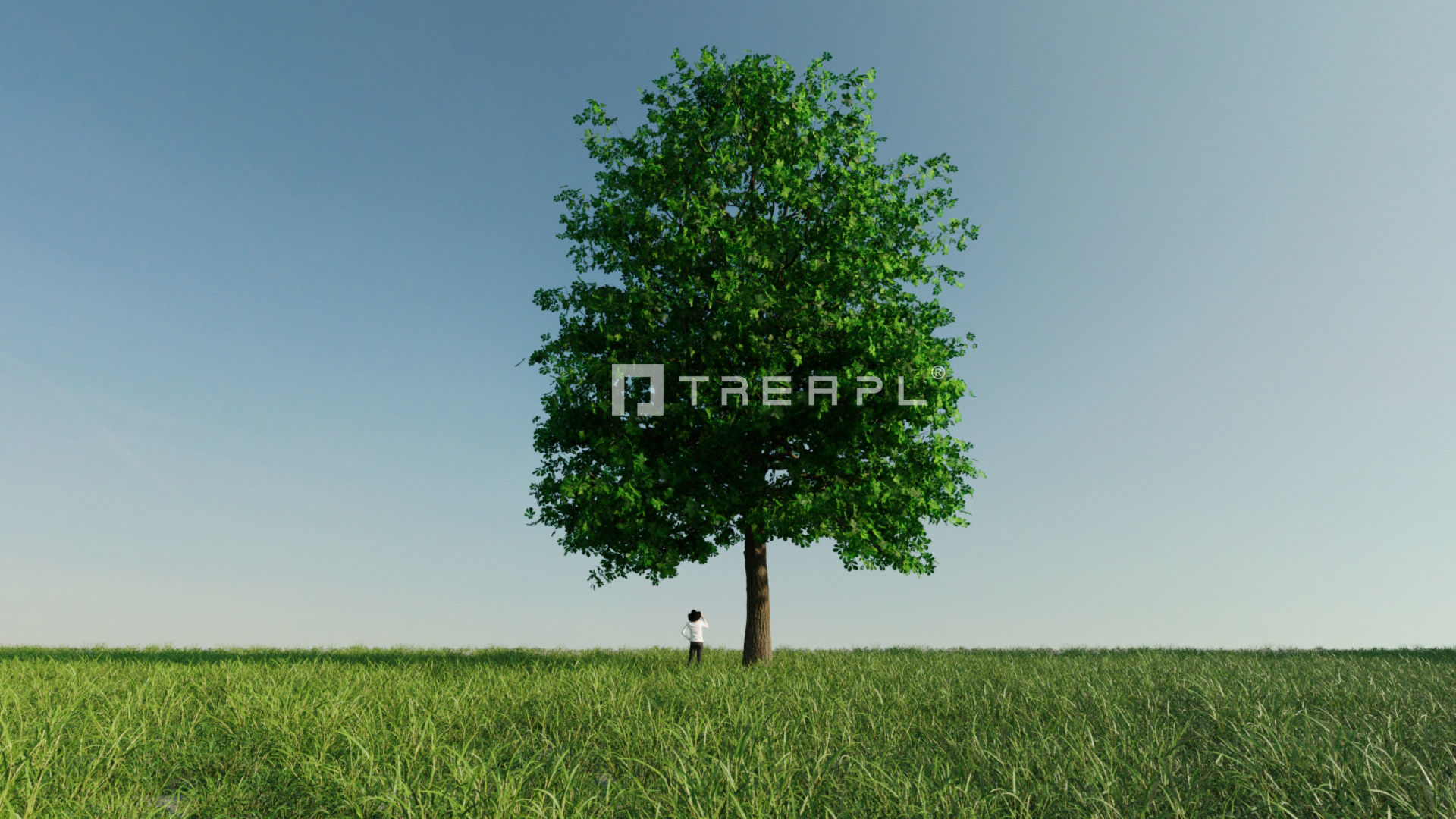 10X Chestnut Tree - Horse Chestnut - Mature Style 3D model_9