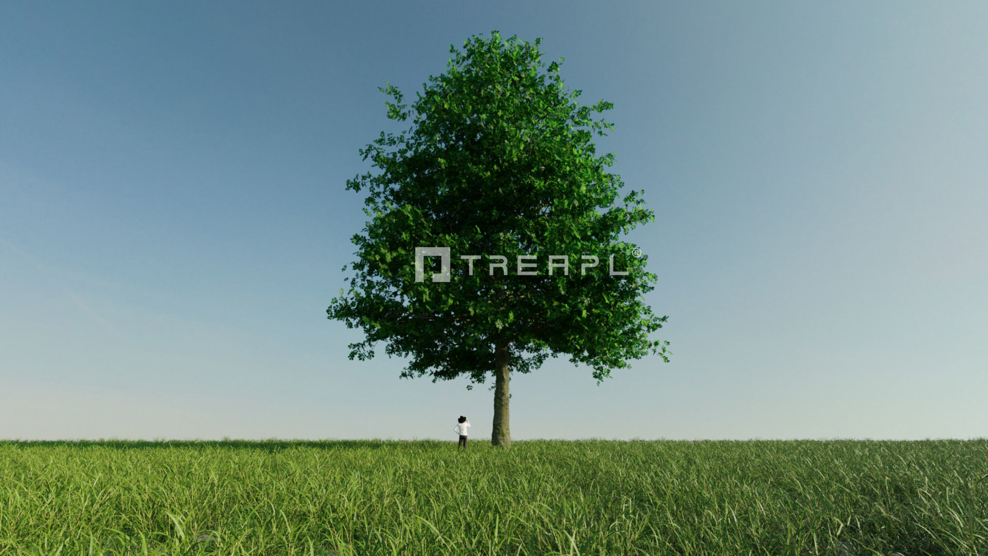 10X Chestnut Tree - Horse Chestnut - Mature Style 3D model_13