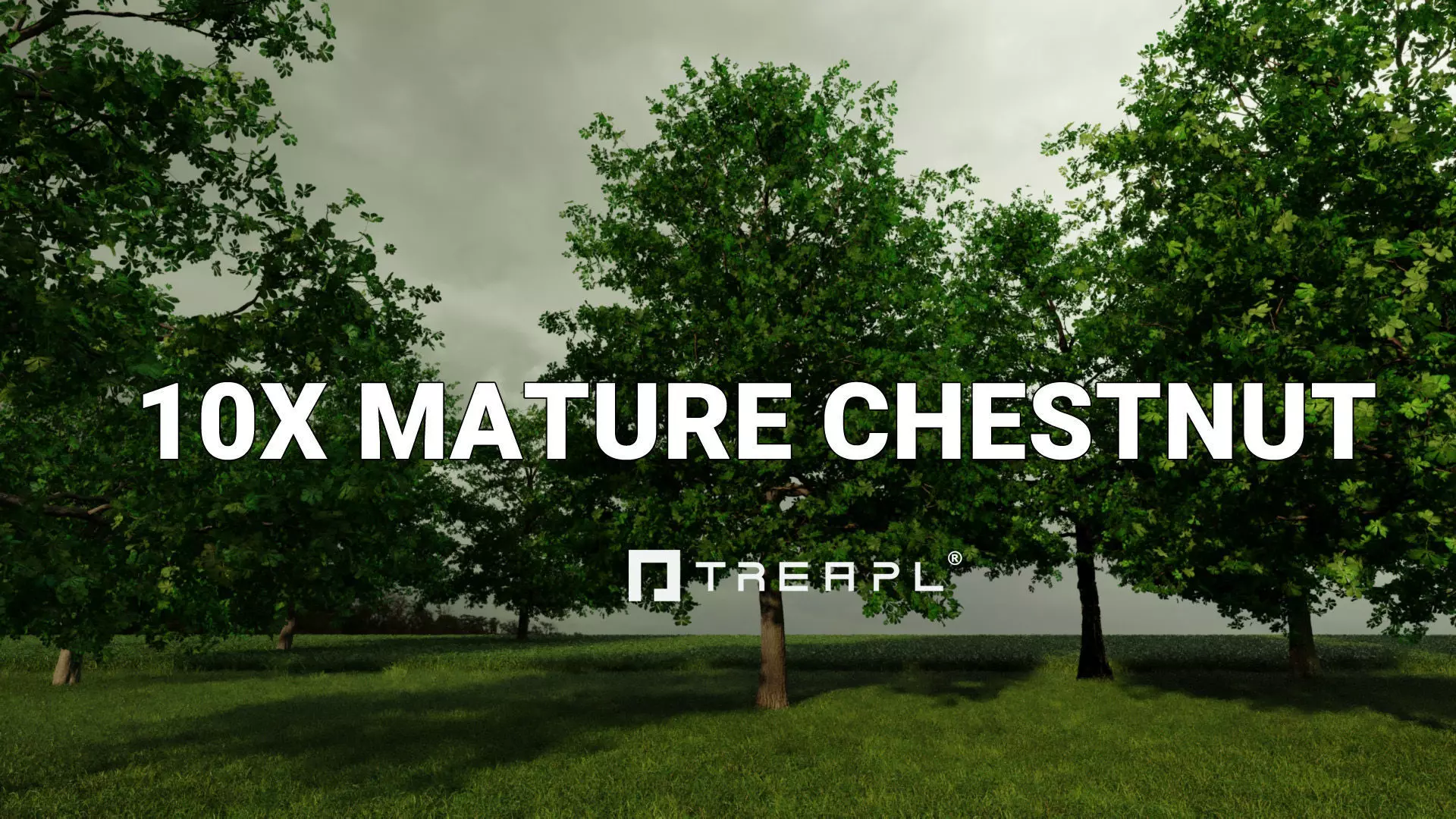 10X Chestnut Tree - Horse Chestnut - Mature Style 3D model_0