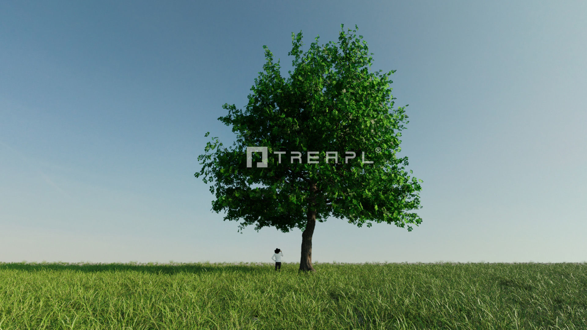 10X Chestnut Tree - Horse Chestnut - Mature Style 3D model_11